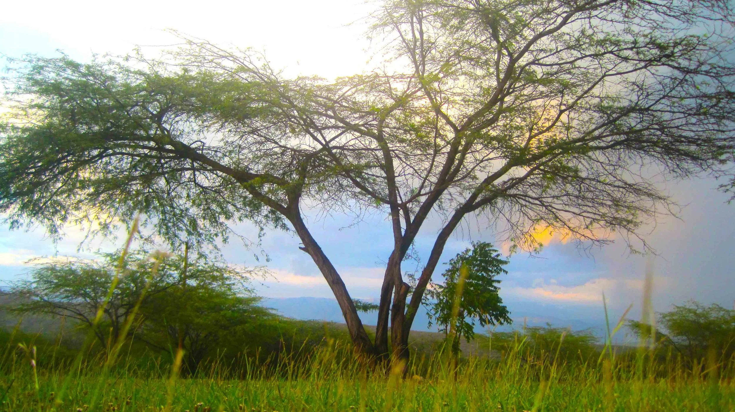 HaitiTree.jpg