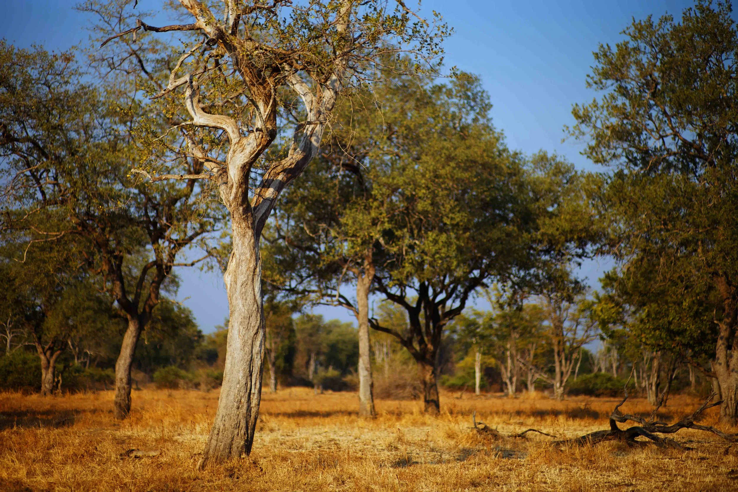 Trees.jpg