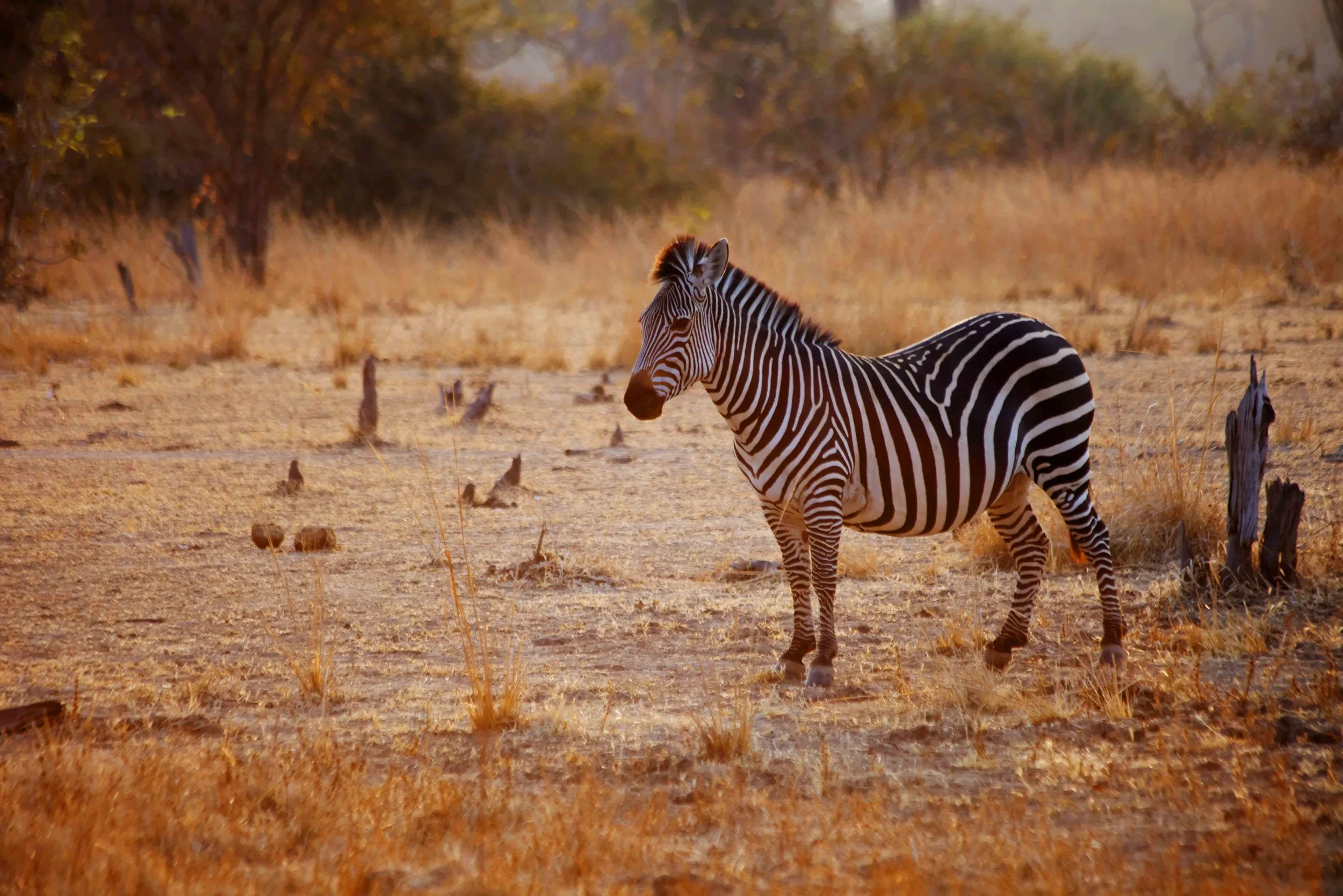 Zebra2.jpg