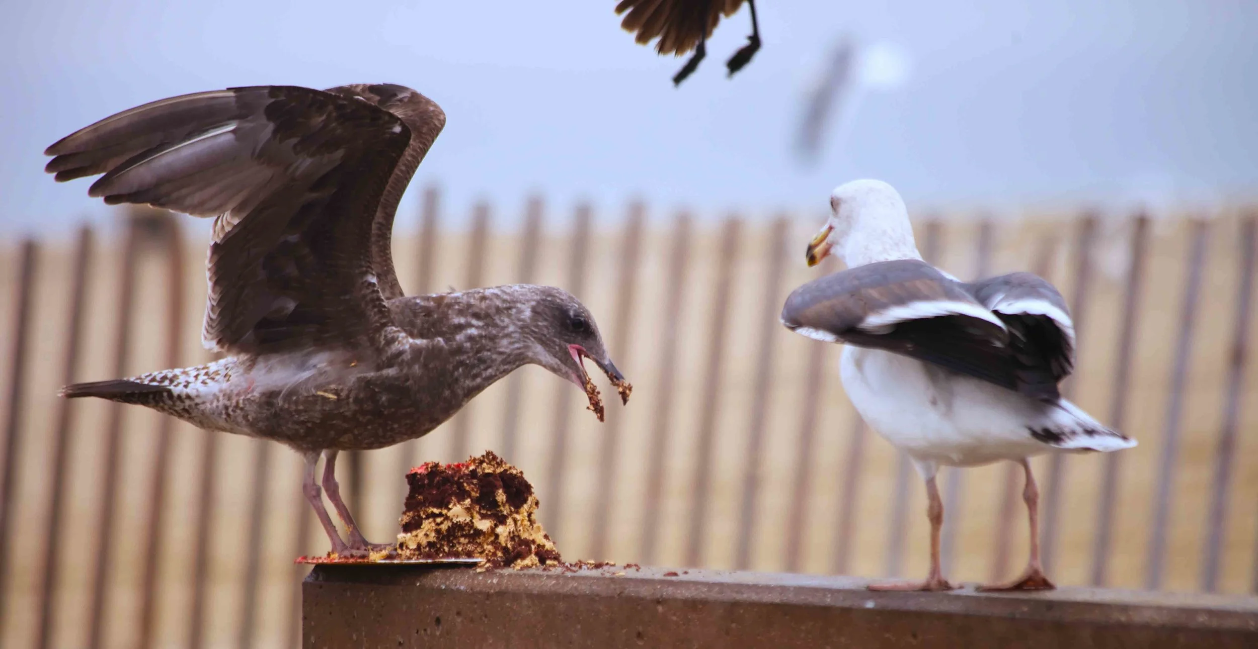 BirdCake.jpg