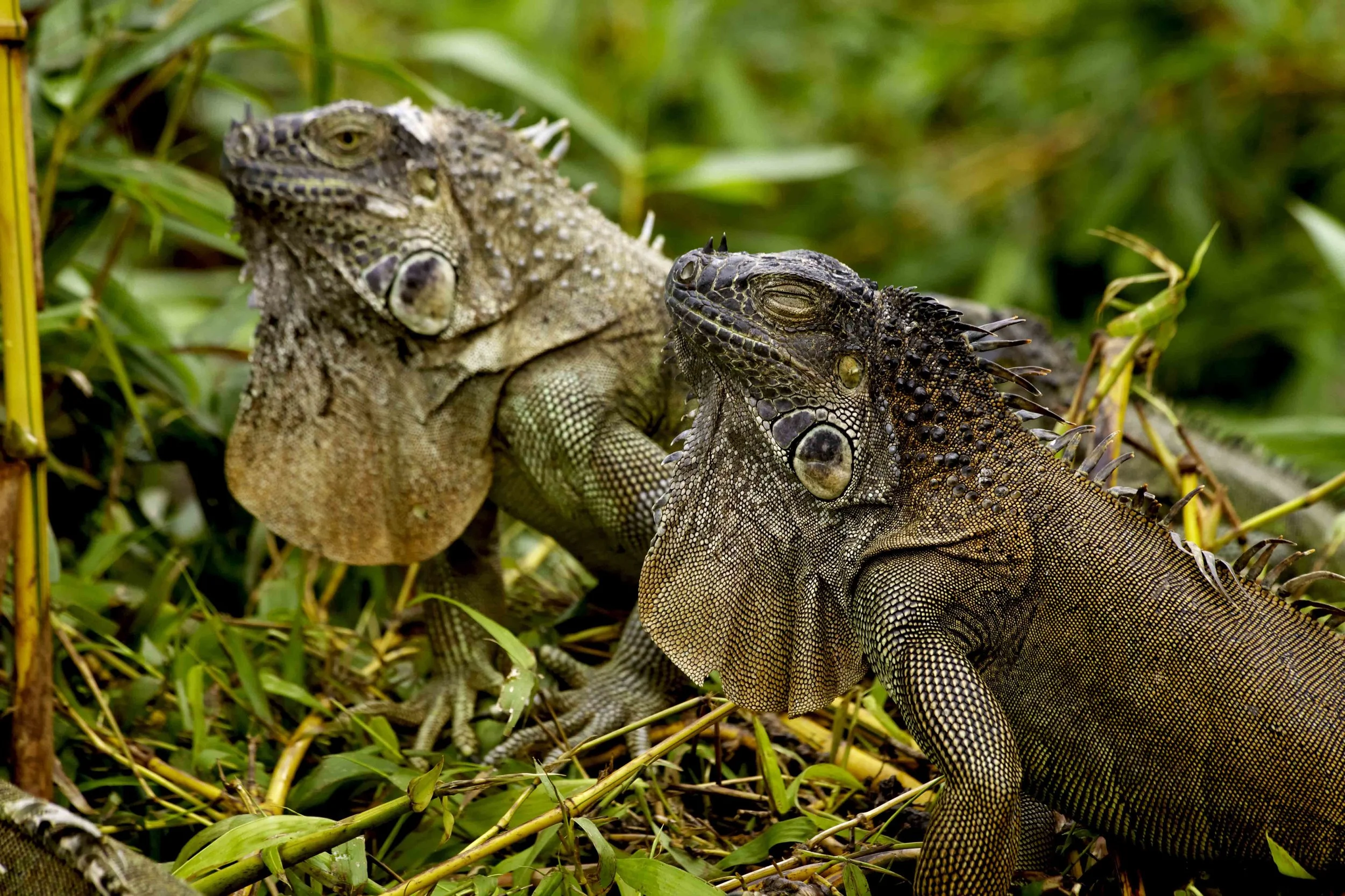 Lizards3.jpg