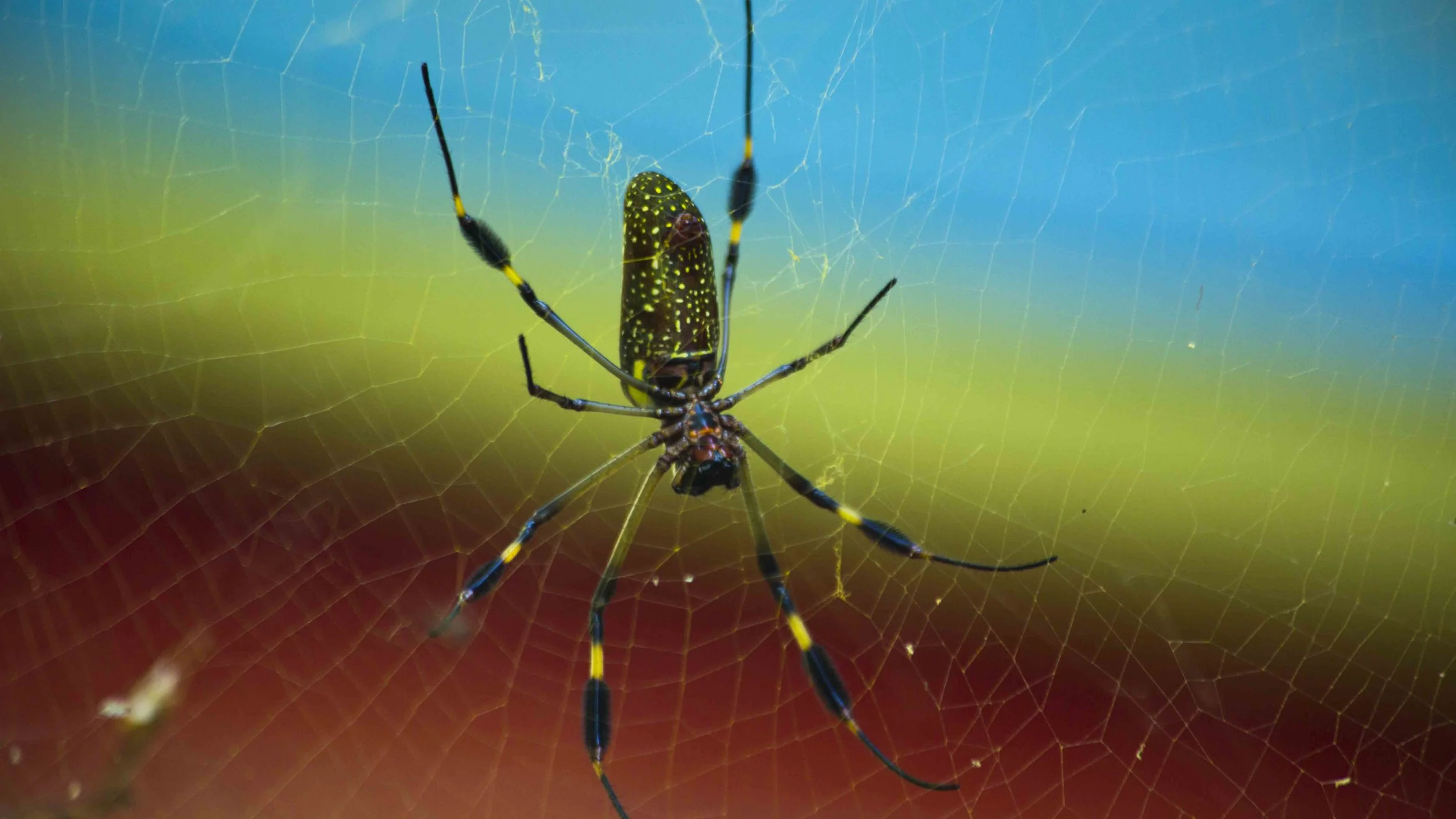 Spider.jpg