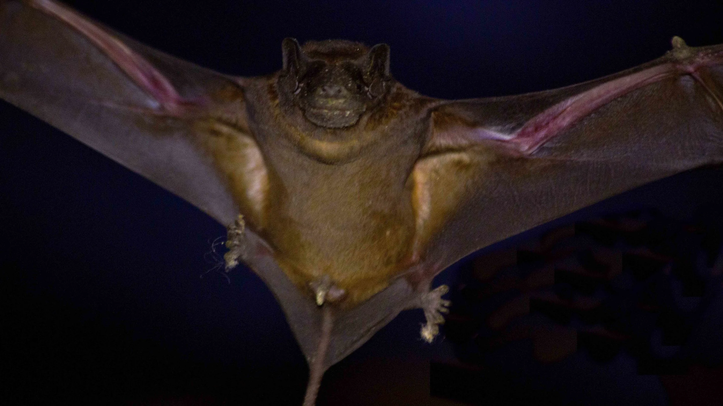 Bat.jpg
