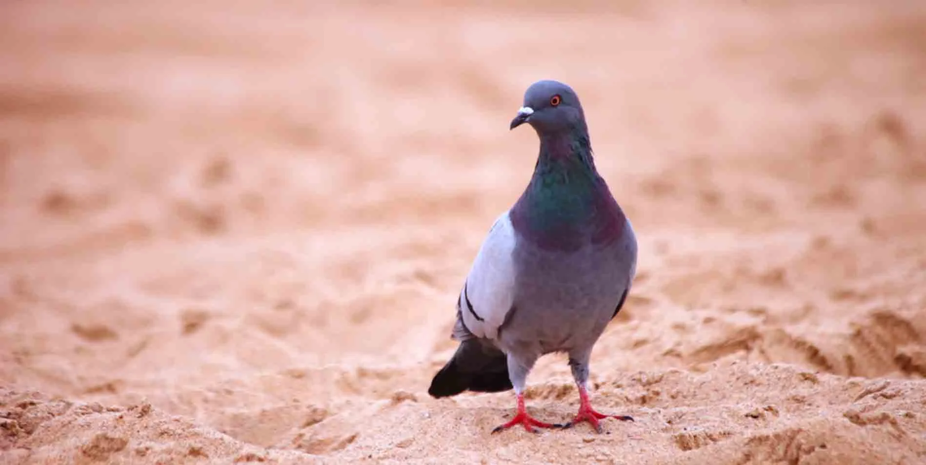 BirdSand.jpg