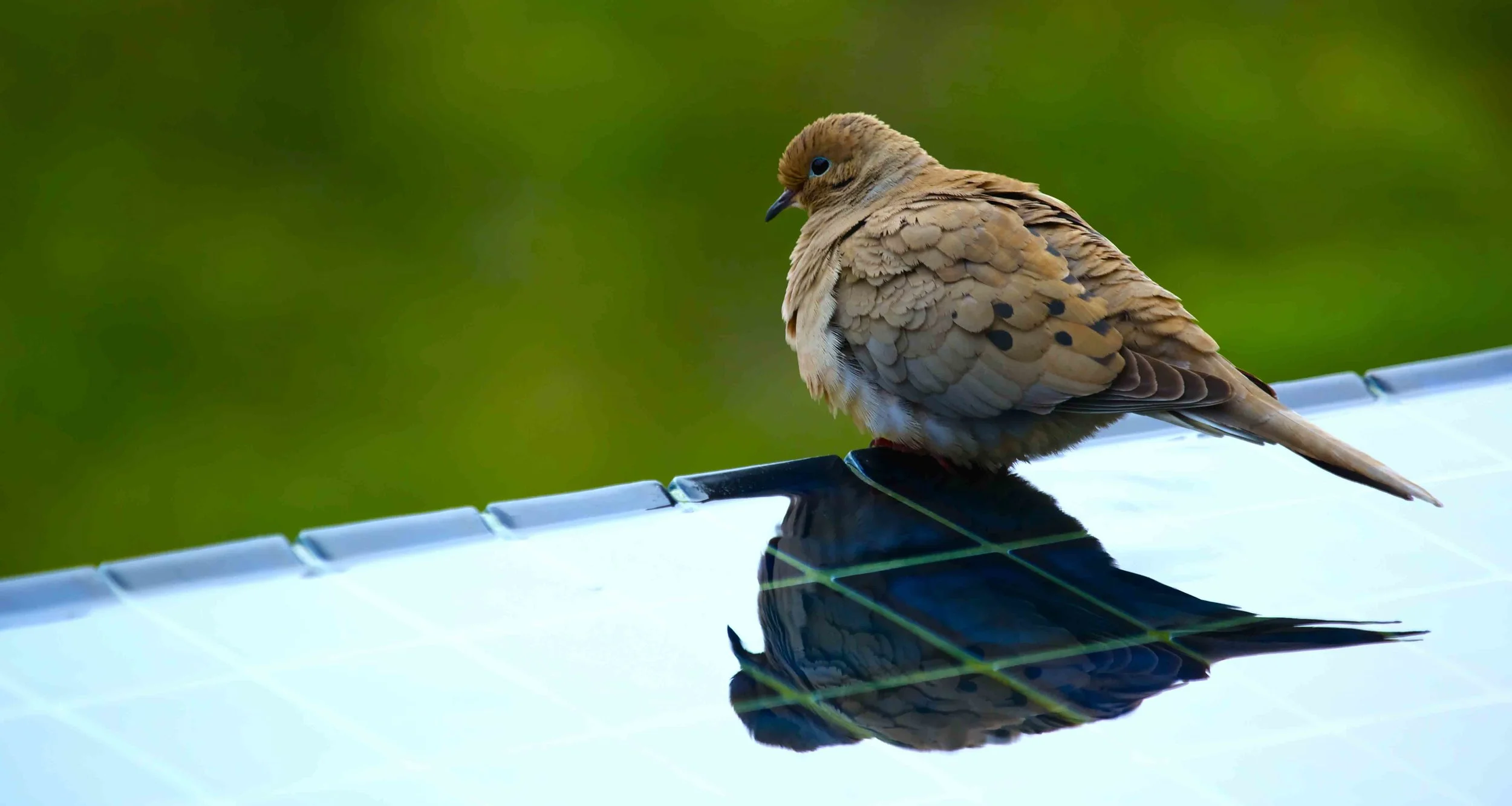 BirdReflections.jpg