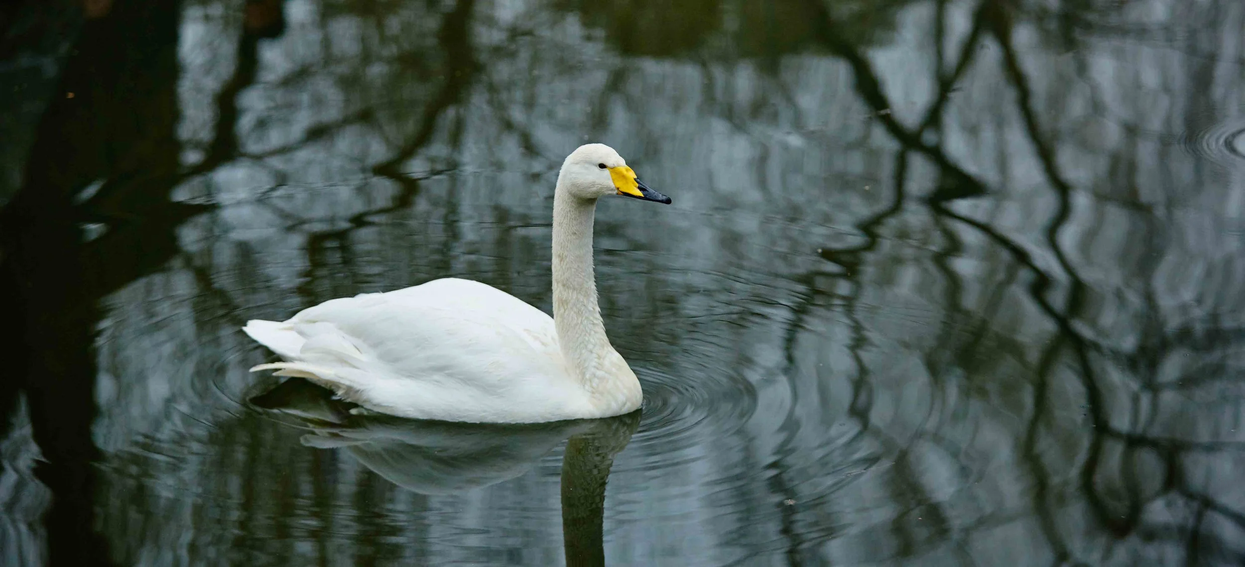 SwanDuck2.jpg