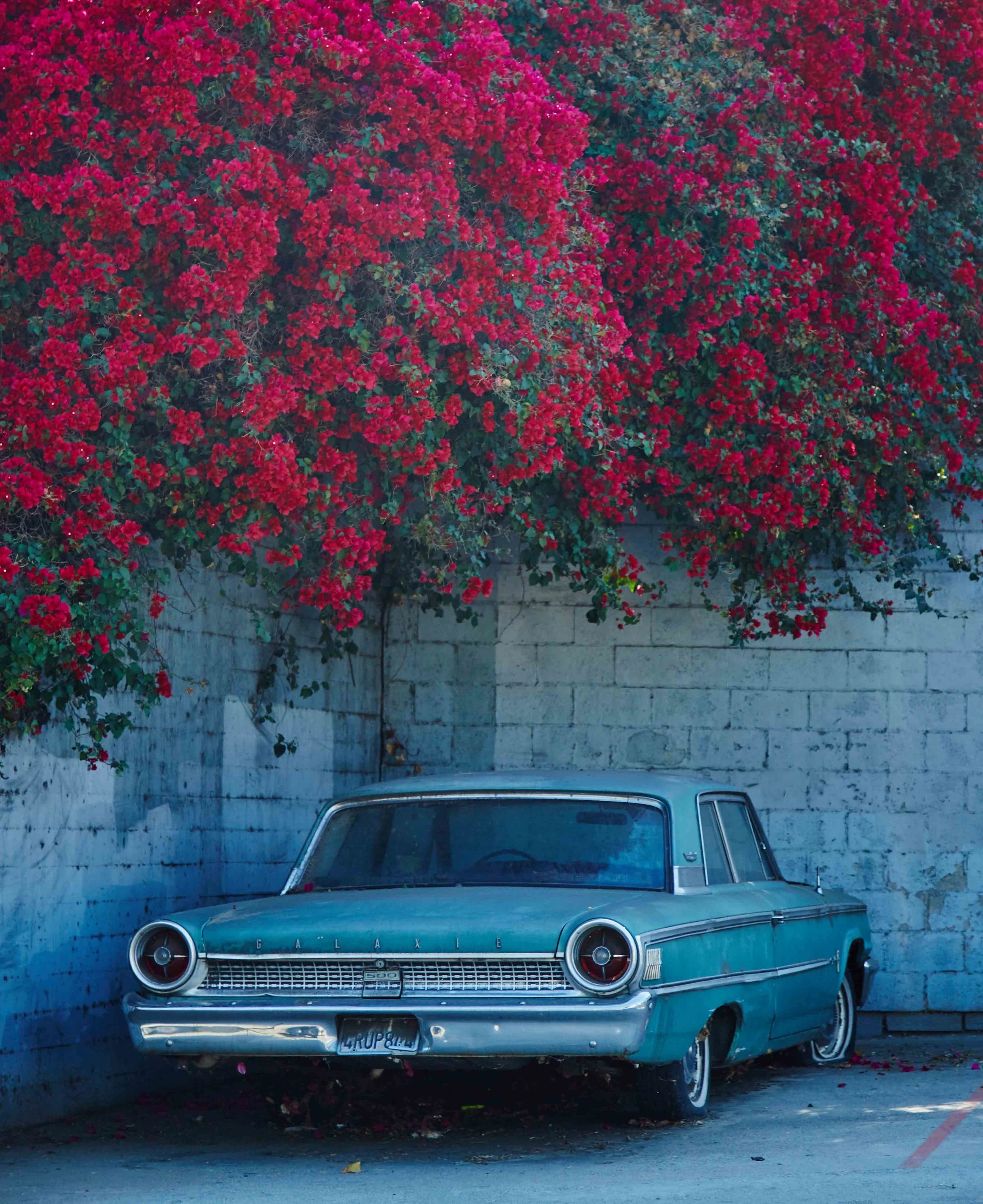 RoseCar.jpg