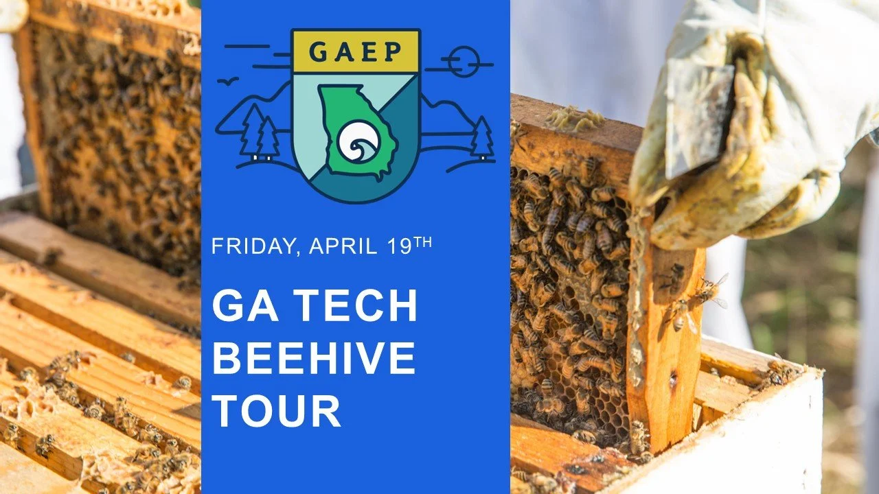 GT Beehive Tour