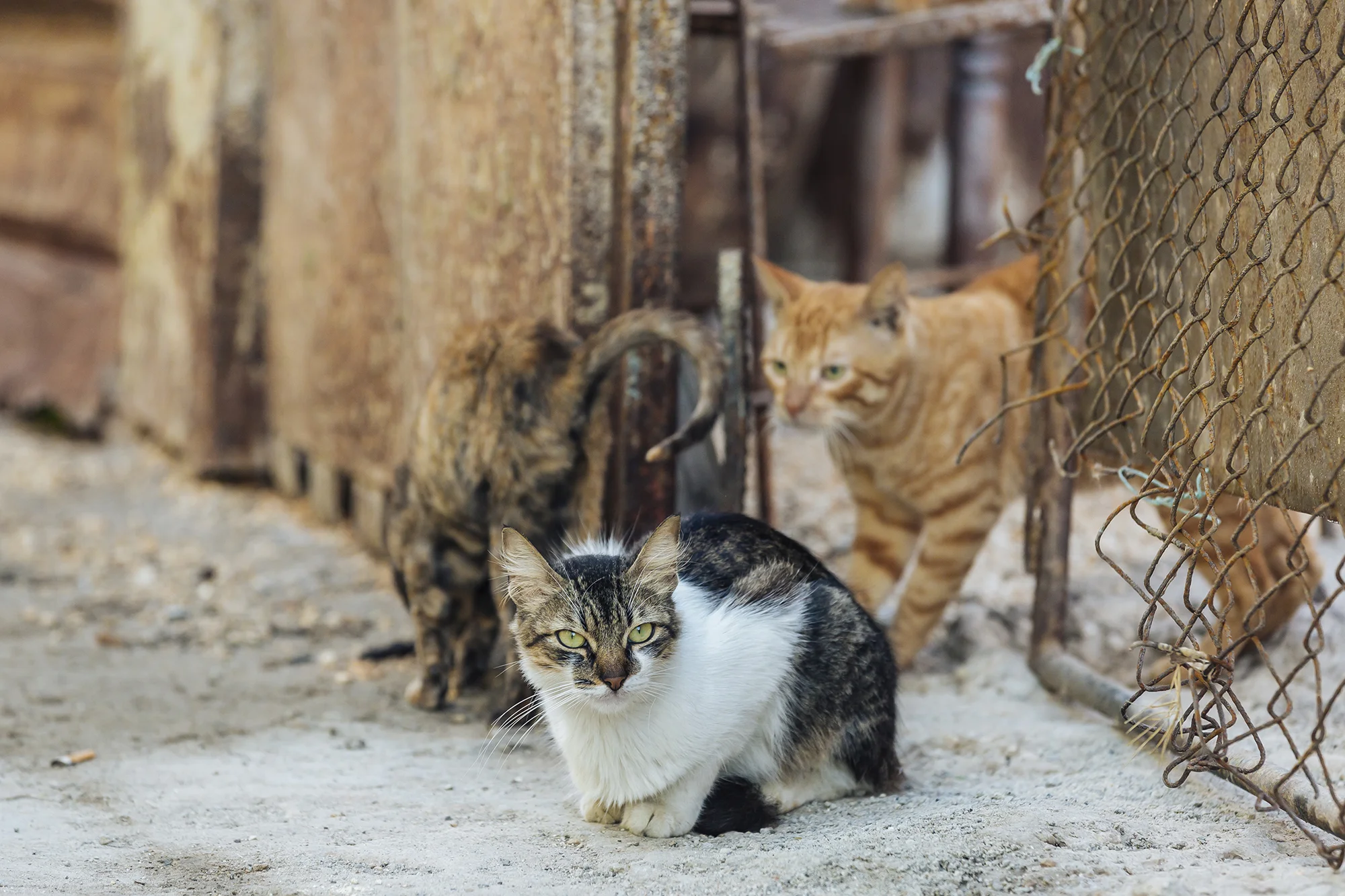  Centro Habana, La Habana © Emmy Park 