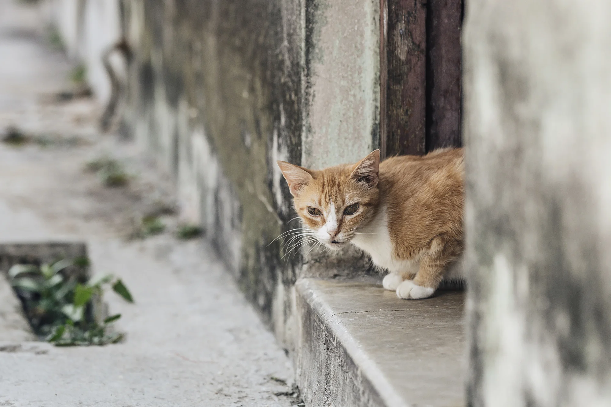  Habana Vieja, La Habana © Emmy Park 