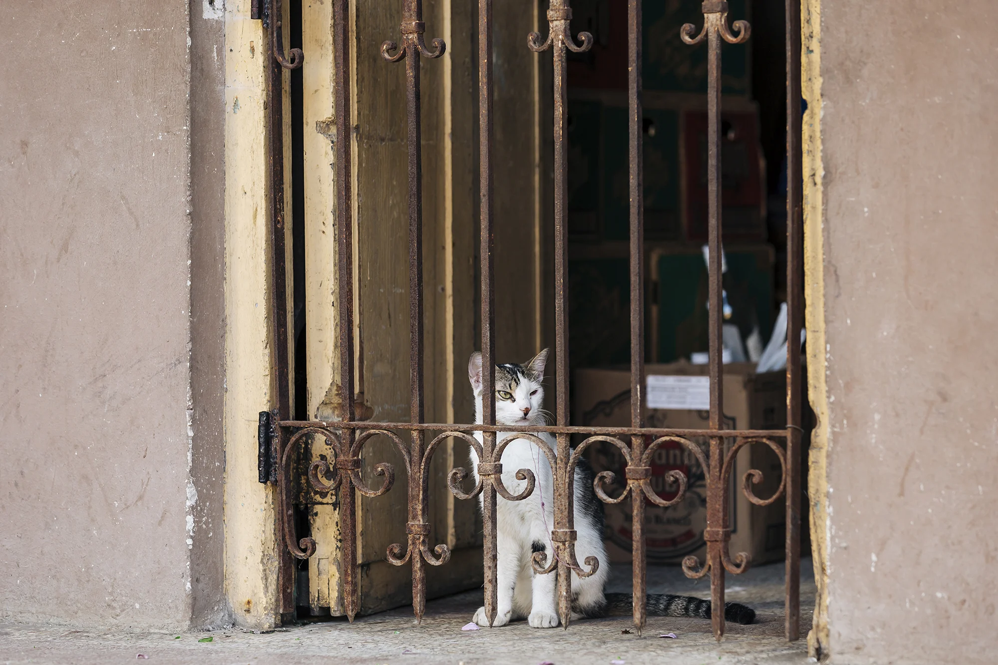  Cerro, La Habana © Emmy Park 