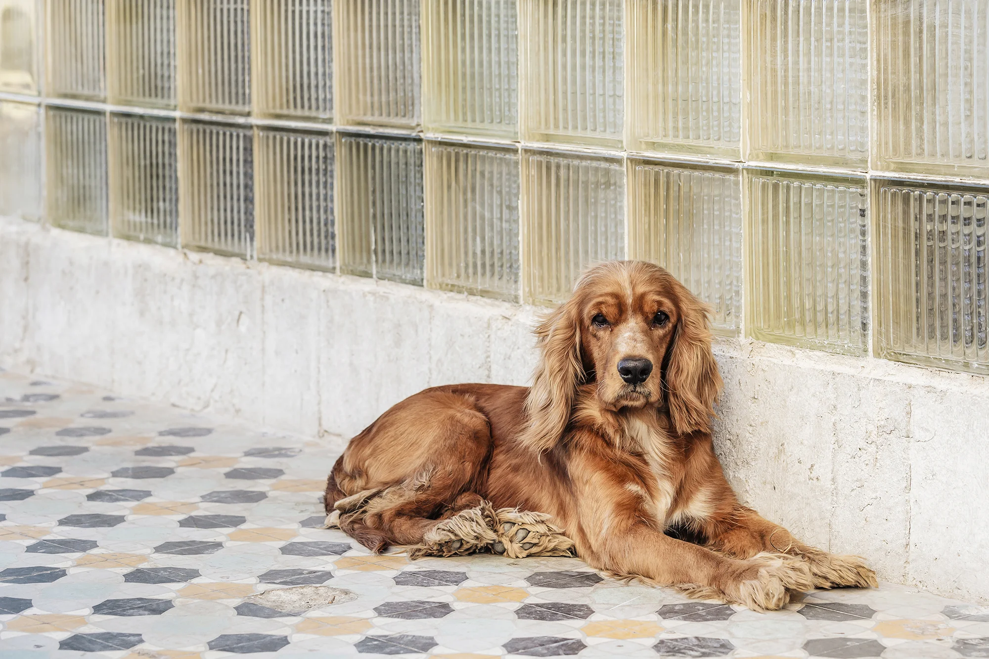  Robin, Roma Bar, Habana Vieja 
