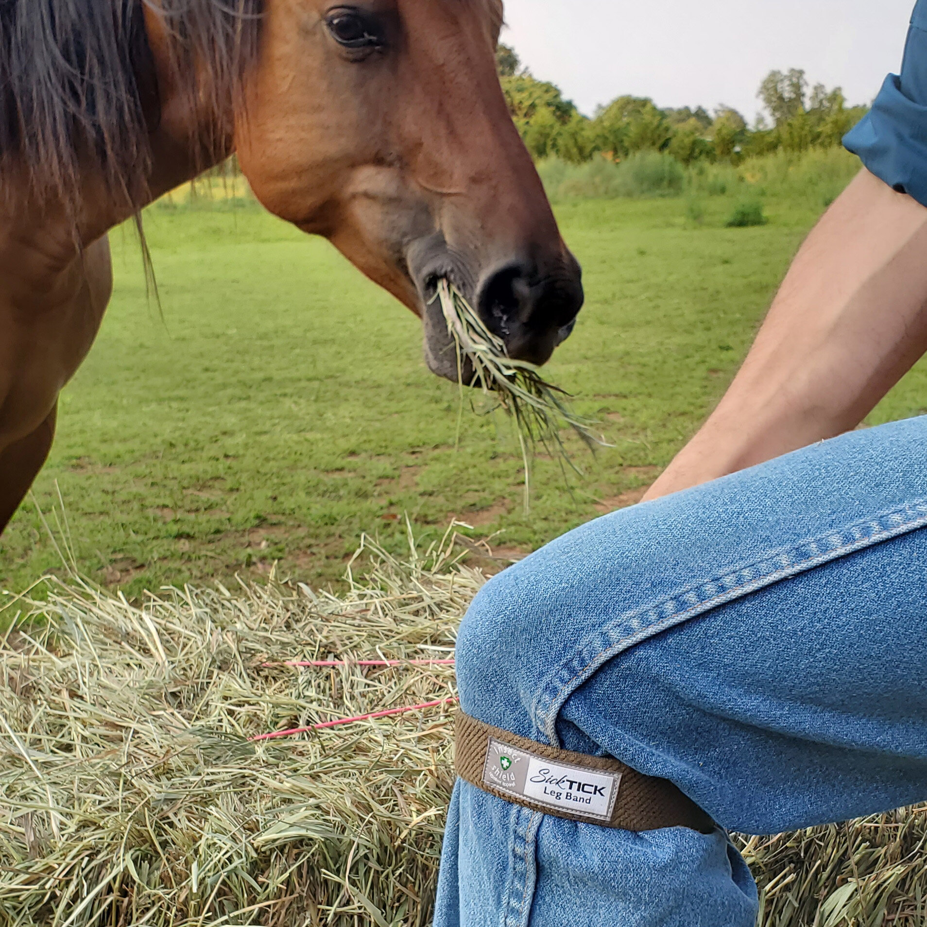 SickTick Leg Band and Horse sq.jpg