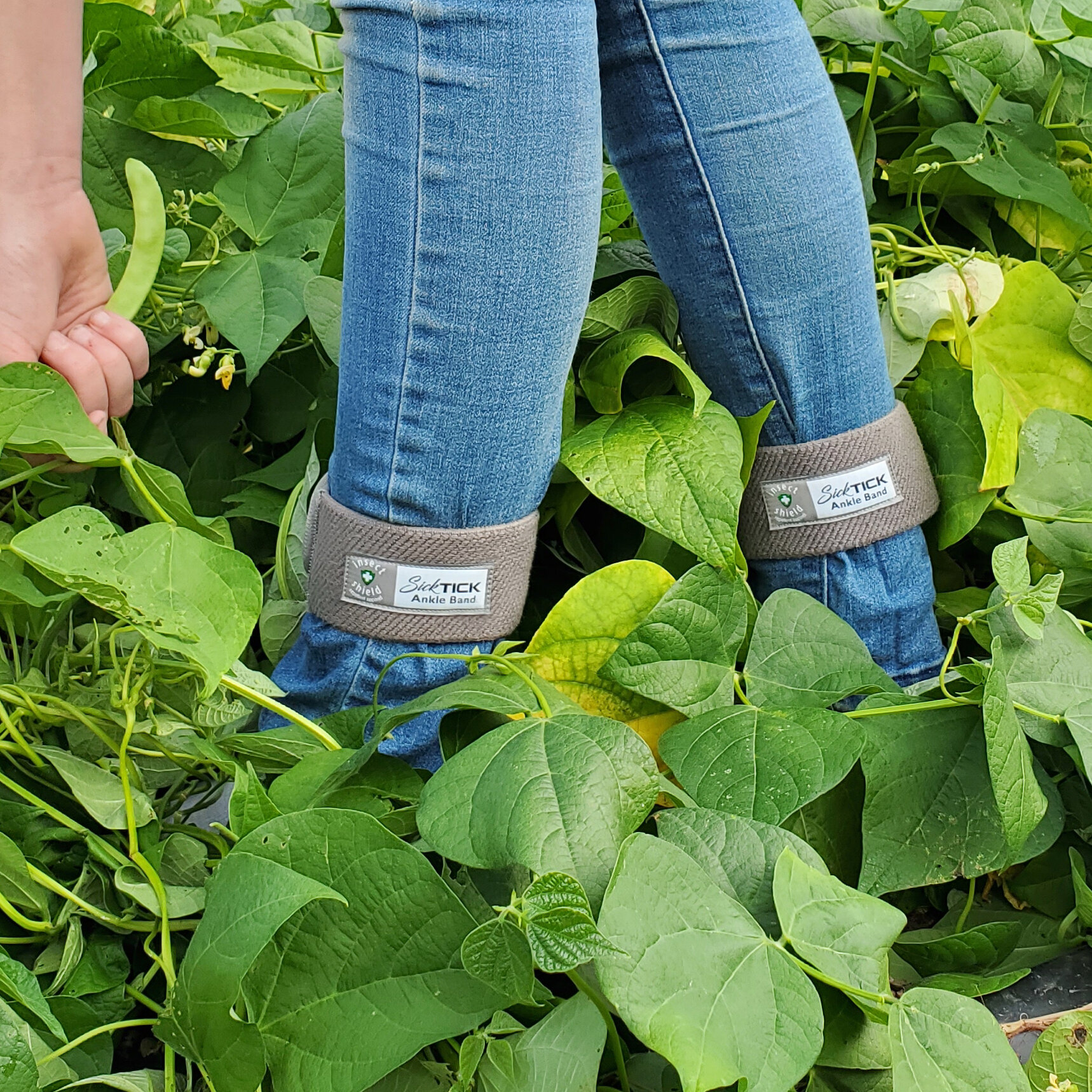 Testing Talarik InsectShield SickTick waist and ankle bands — Talarik