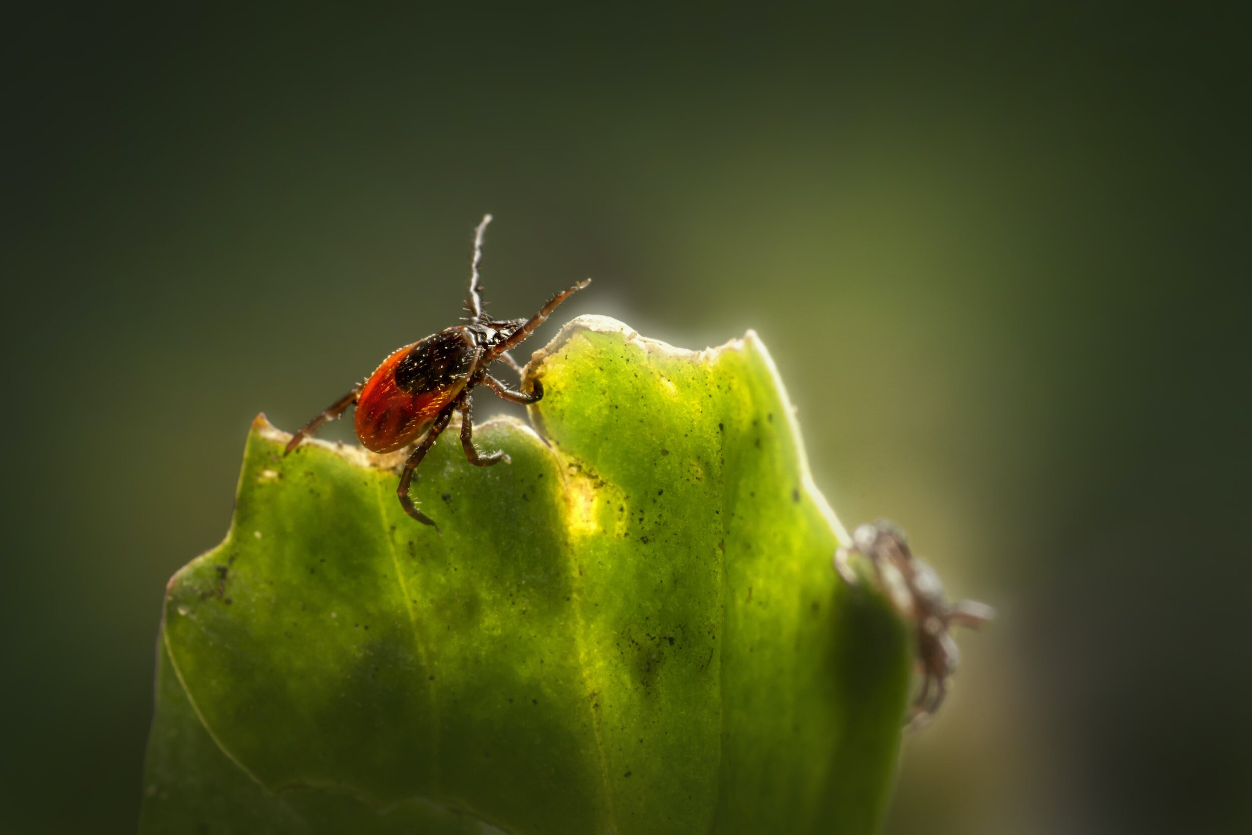 Ticks and Rising Disease