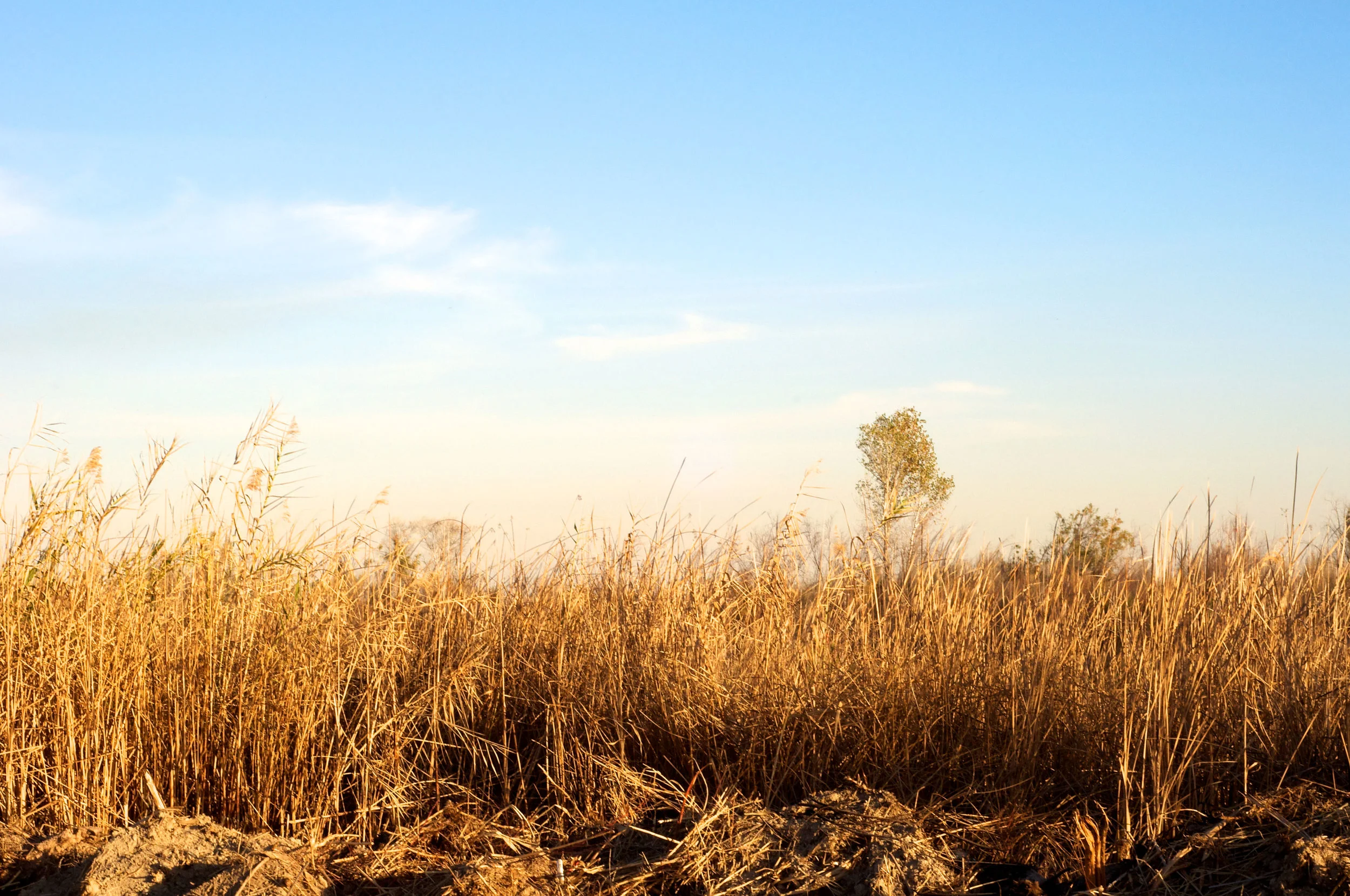 SethCothrun_ColoradoRiverDelta_for_EdibleBajaAZ-72dpi.jpg