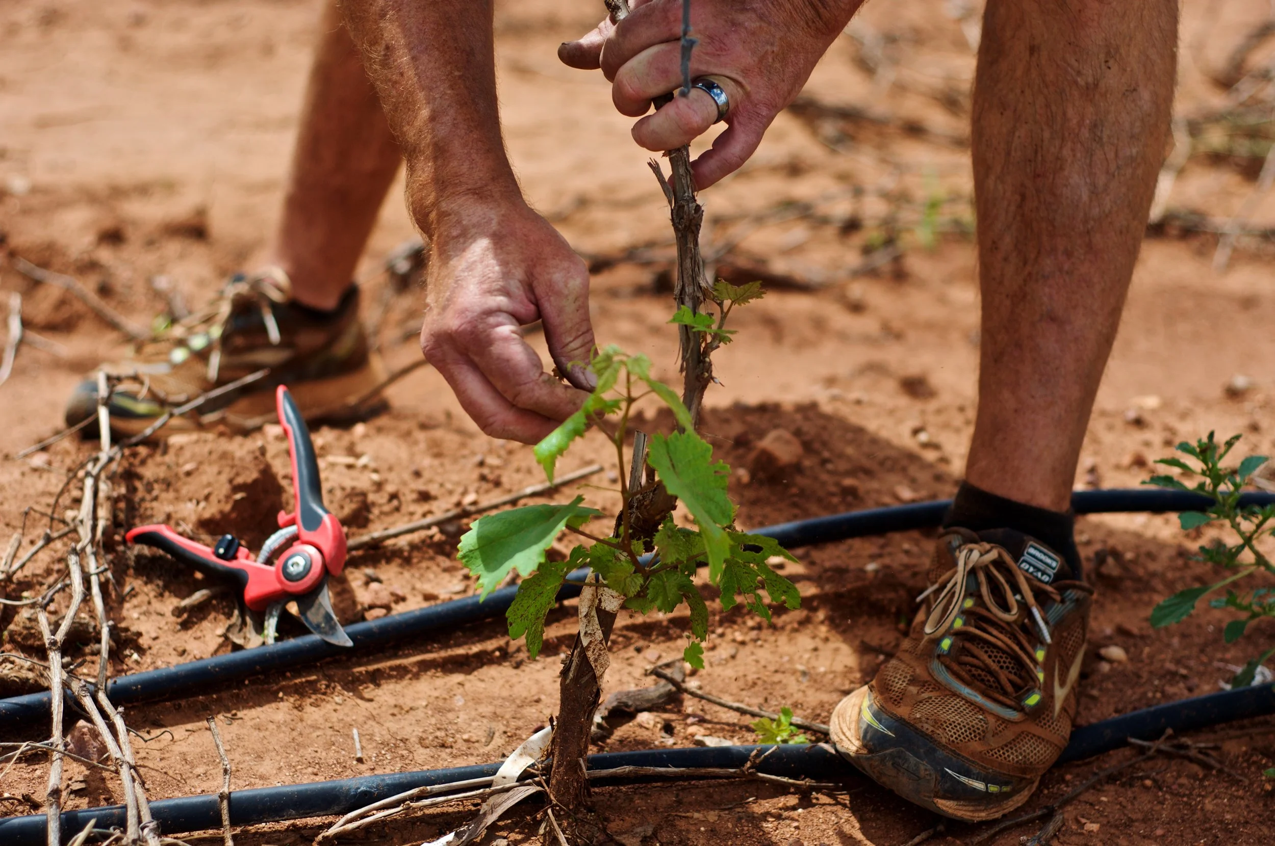 SethCothrun_EdibleBaja_Callaghan_vineyard_v2_ 2.jpg
