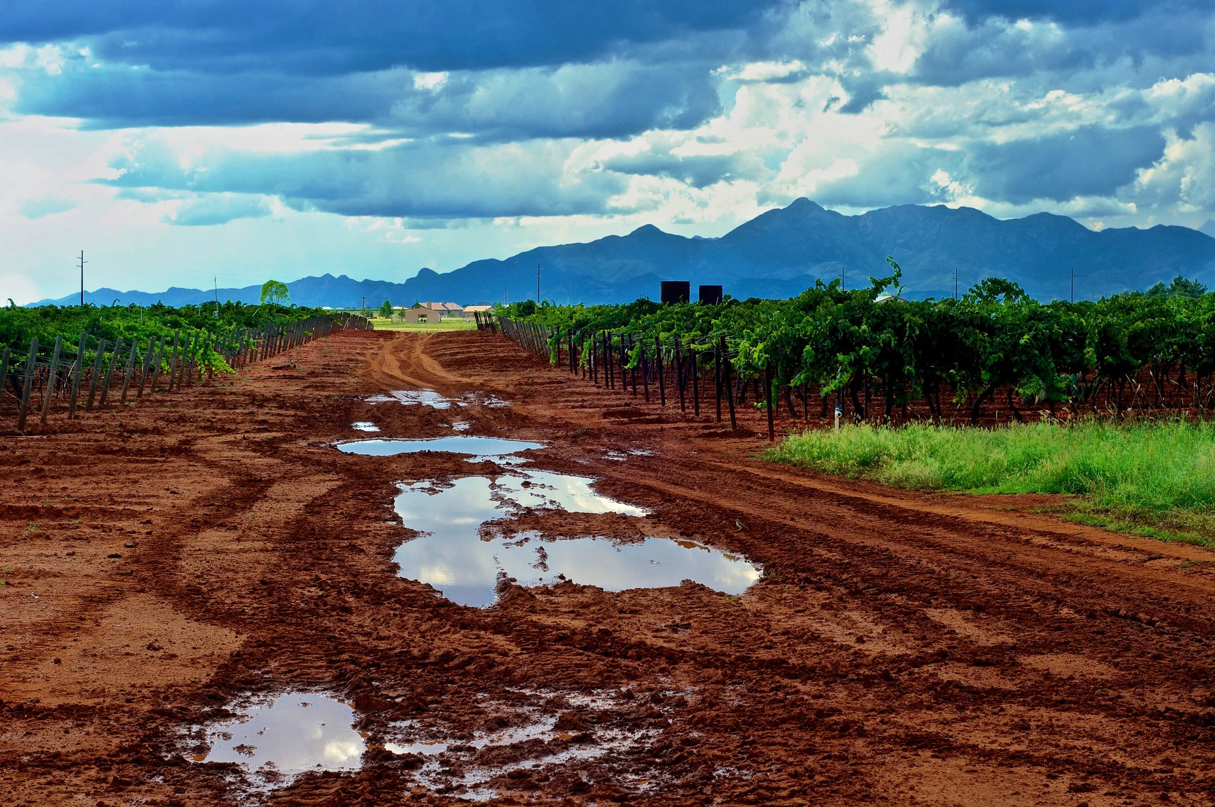 SethCothrun_EdibleBaja_Callaghan_processing_v2_ 3.jpg