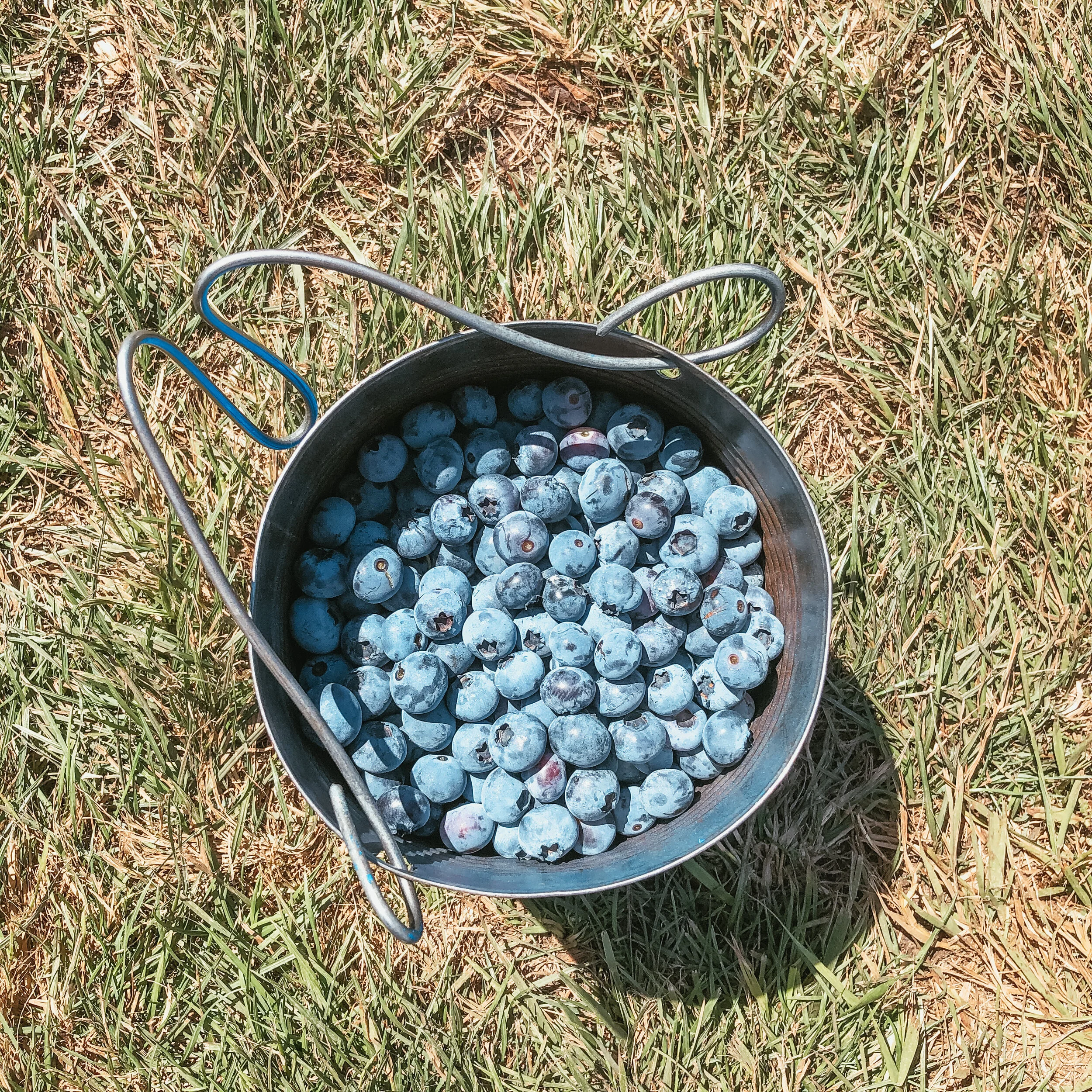 Summer of Blueberries