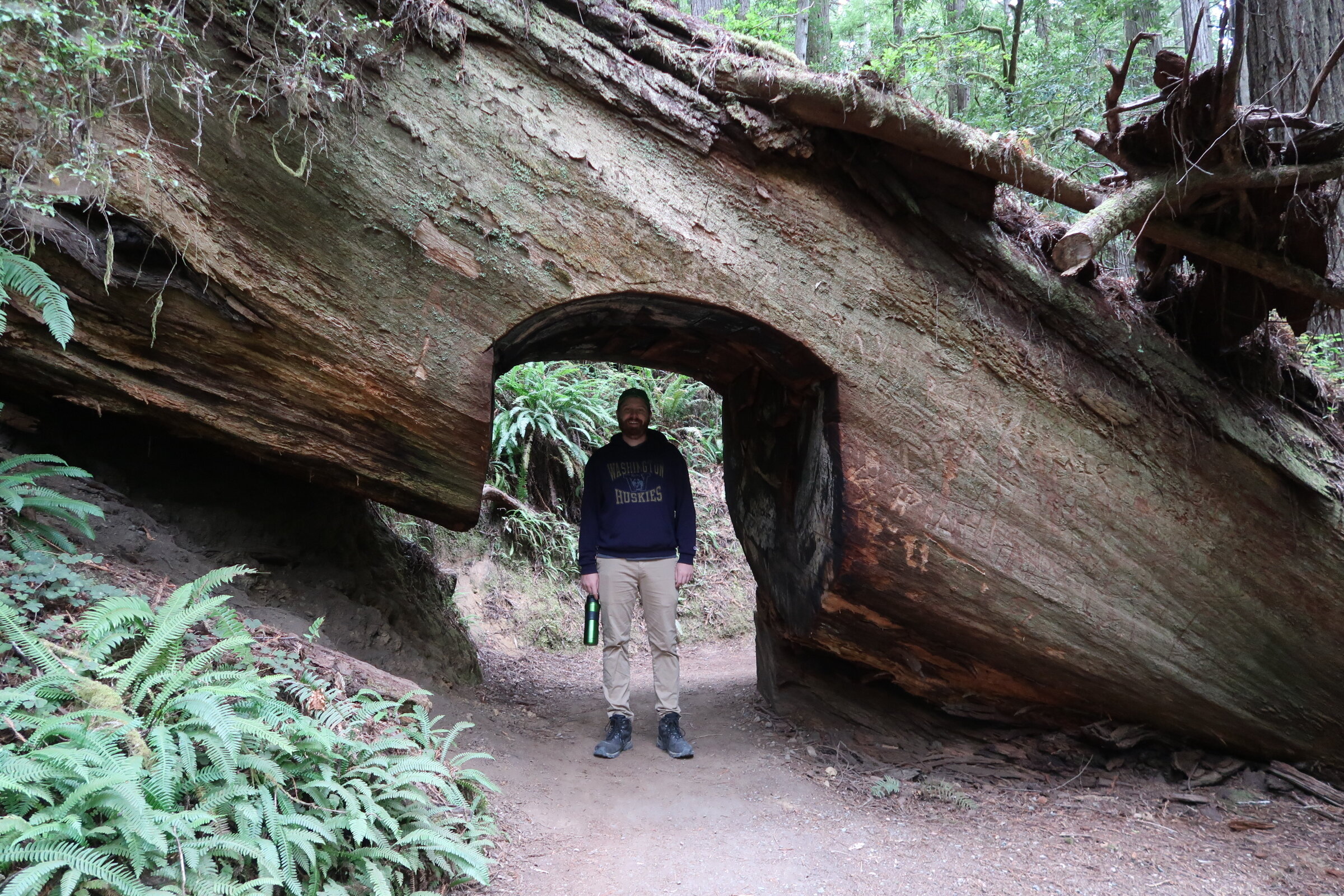 Andrew in a Tree