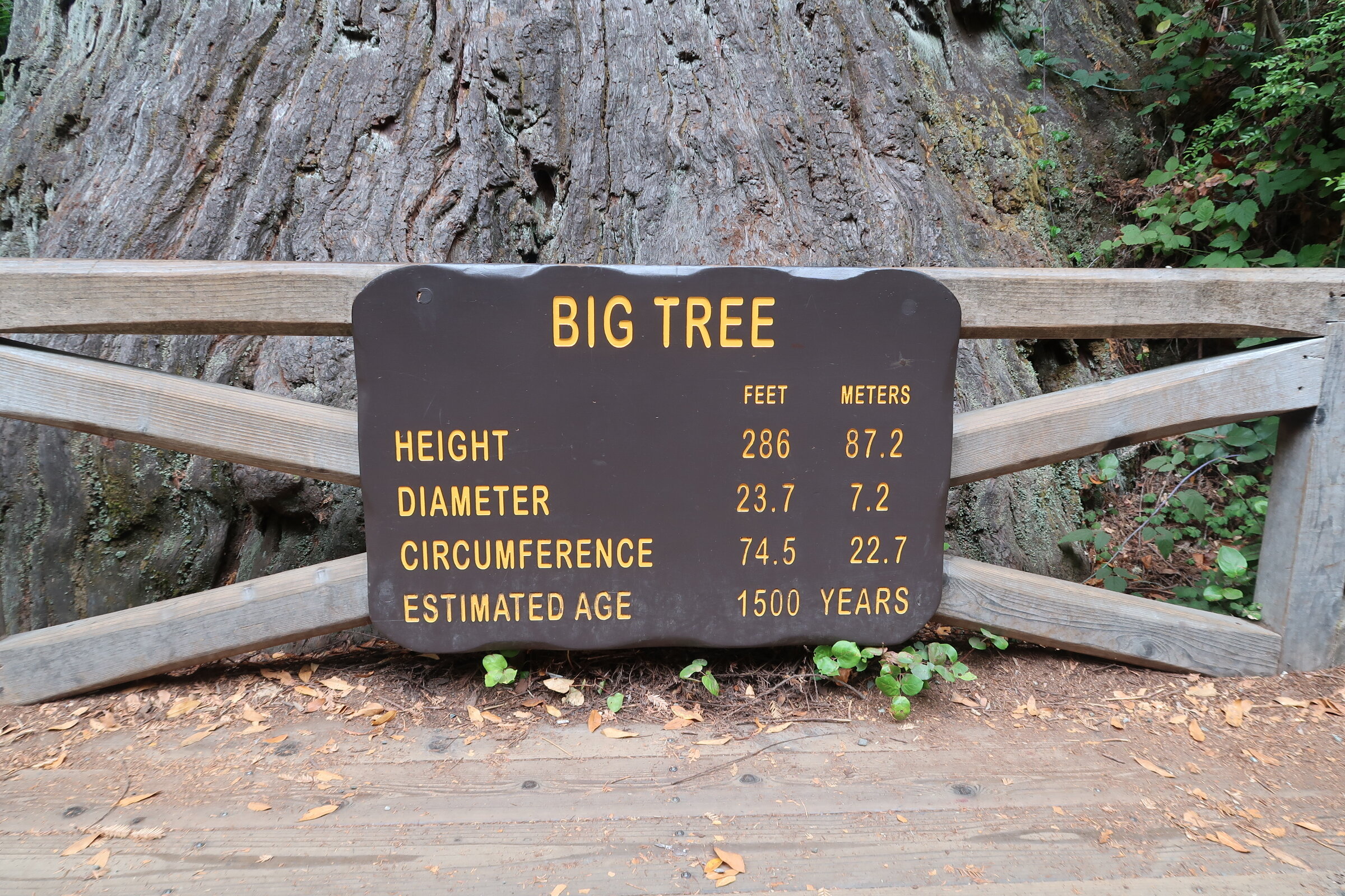 Big Tree