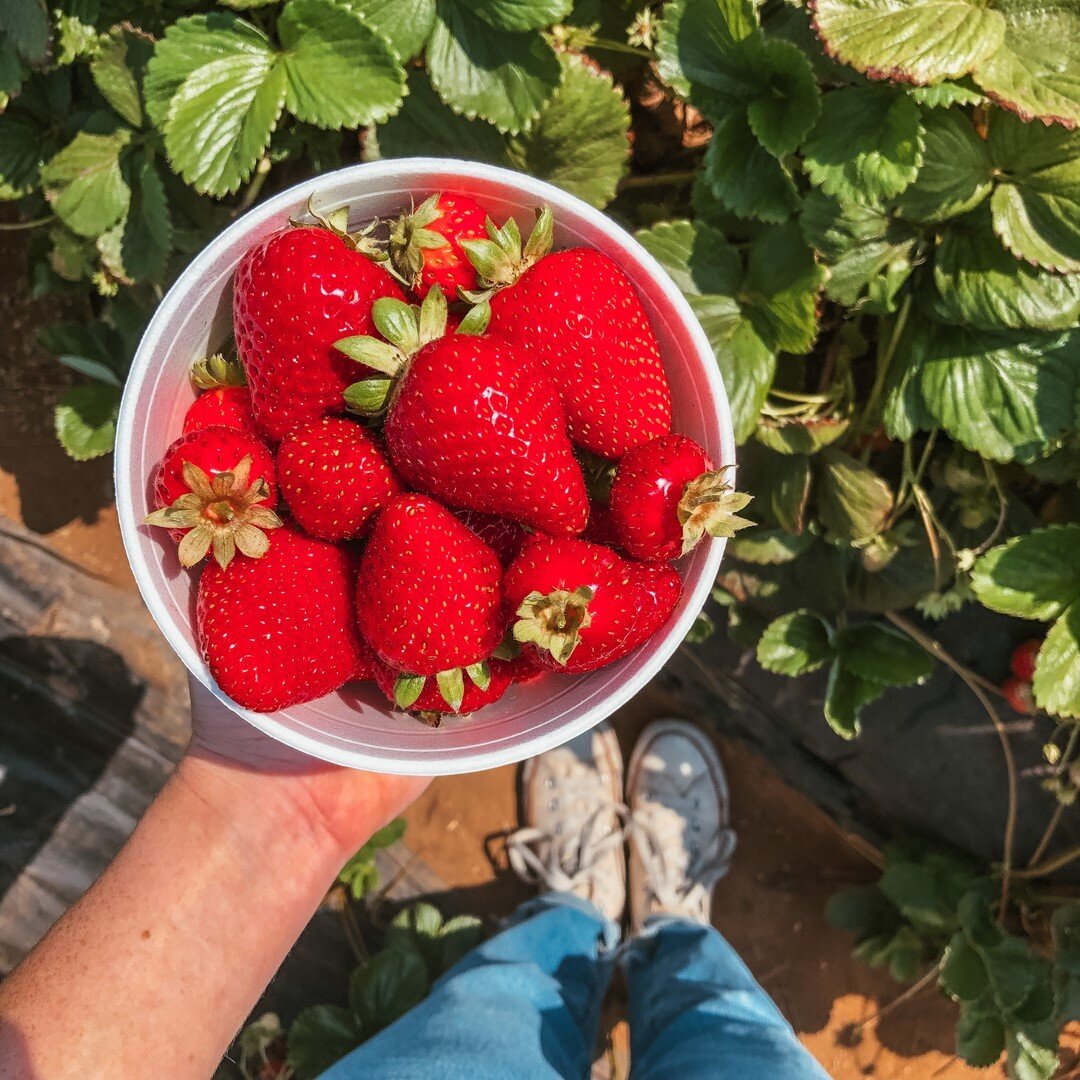 I've been dying to get out this summer and pick some fresh fruit! Andrew and I recently took a drive up to @carlsbadstrawberrycompany and picked ourselves plenty of strawberries, filling up a couple buckets worth! 🍓 I'm looking forward to putting th