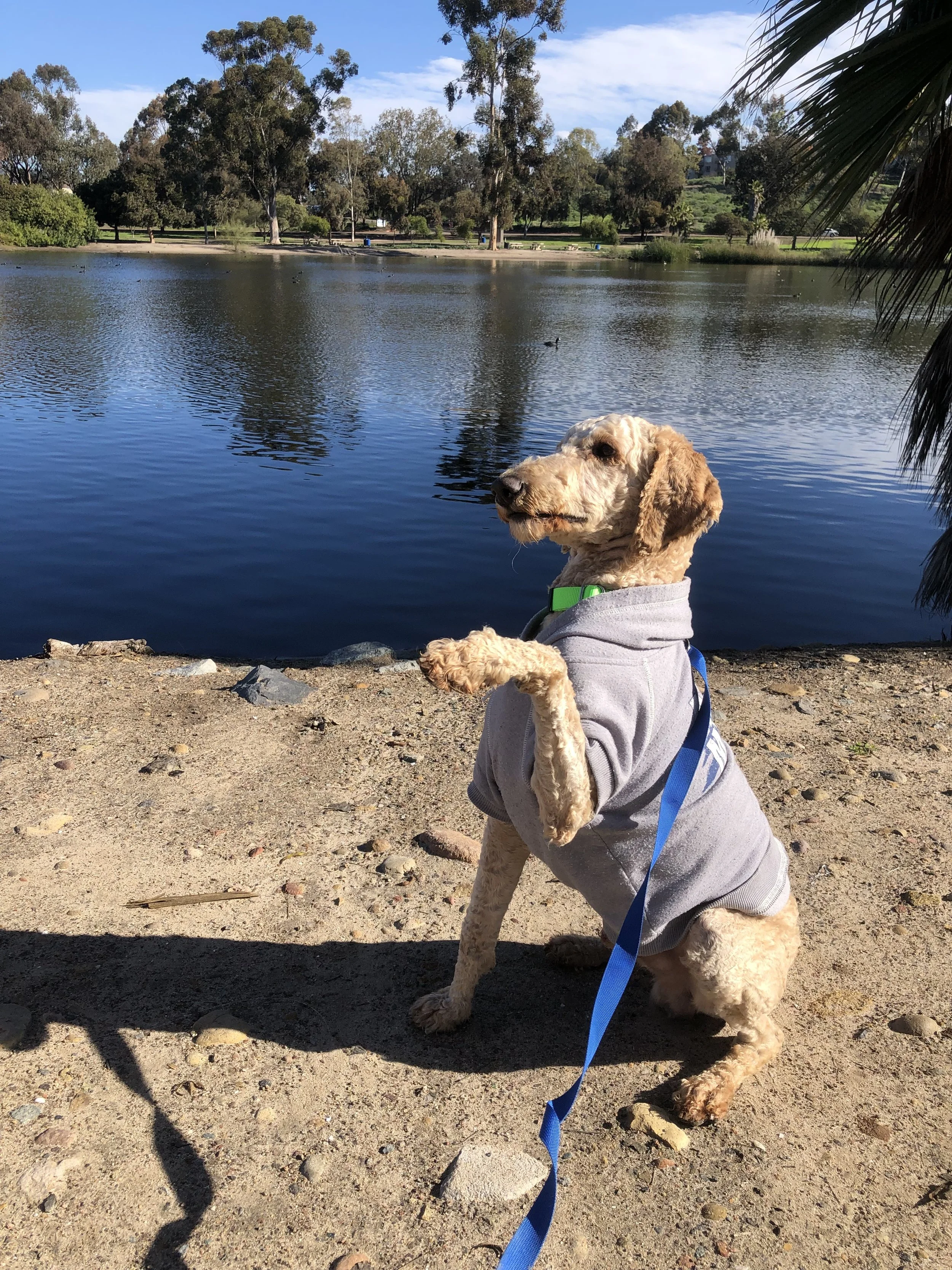 Our Dog Adoption Story