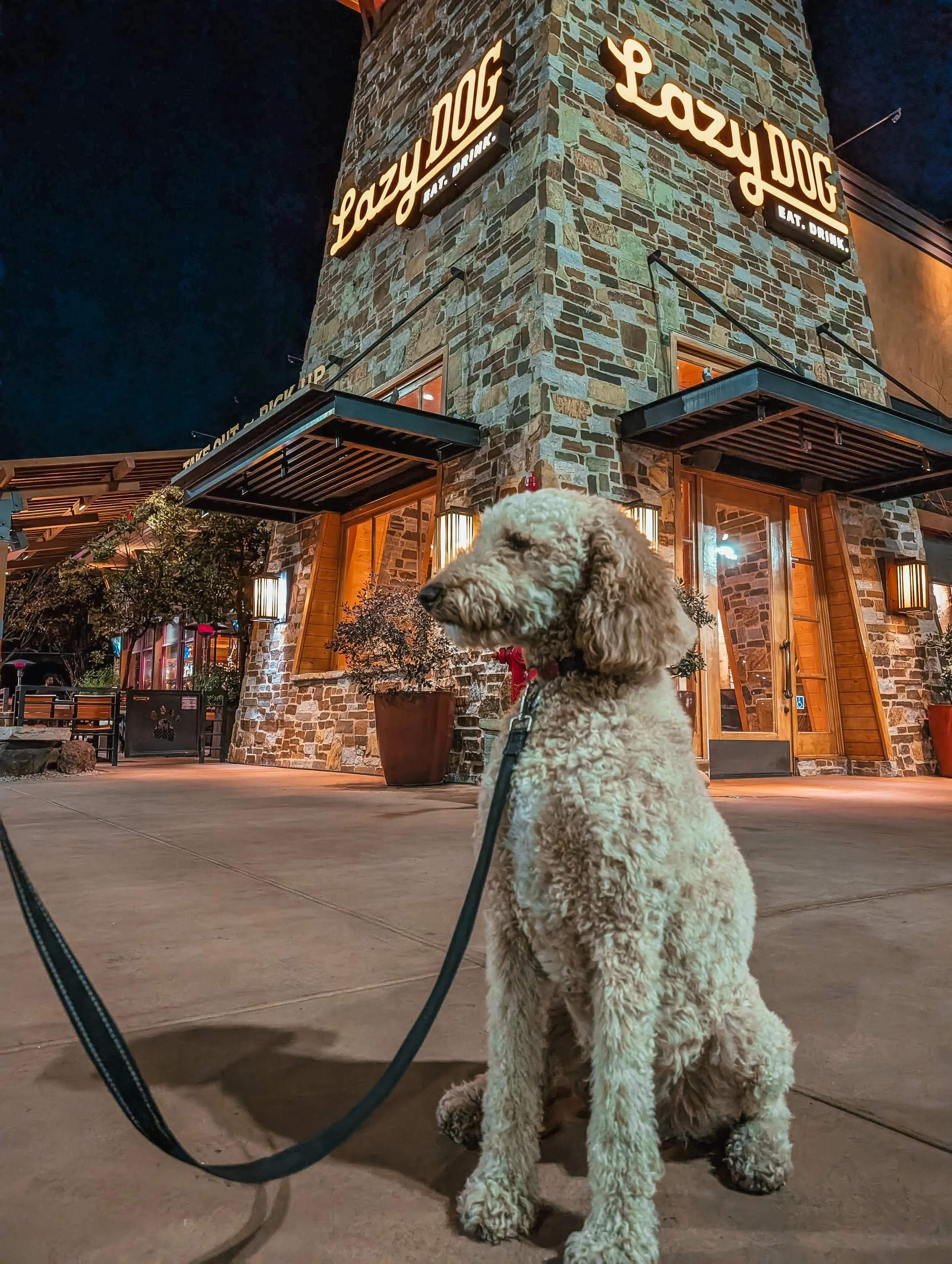 5 Dog-Friendly Restaurants in San Diego