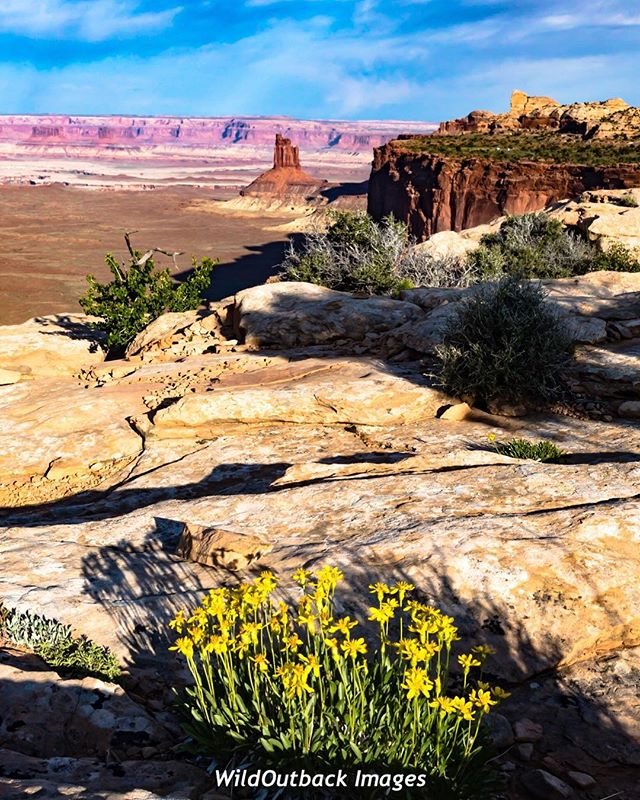 Island in the sky Canyonlands National Park, Utah. Visit WildOutback.com for prints or your own to be printed. 
#NationalPark  #nationalparks 
#earthfocus 
#landscapecapture #Explore #Wanderlust #LifeElevated #wowutah #sceniclocations #wildernesscult