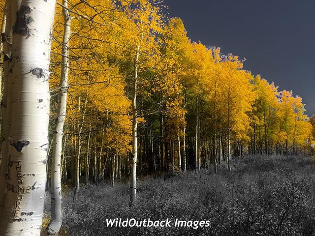 A little fun with this B|W and color Fall photo in the Wasatch Mountains, Utah.  With the big fire and evacuation in our community recently should be back on track. Visit my website at WildOutback.com. 
#earthfocus 
#landscapecapture #Explore #Wander