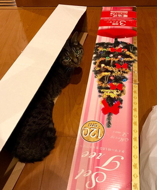 ツリ―とぴく.jpg