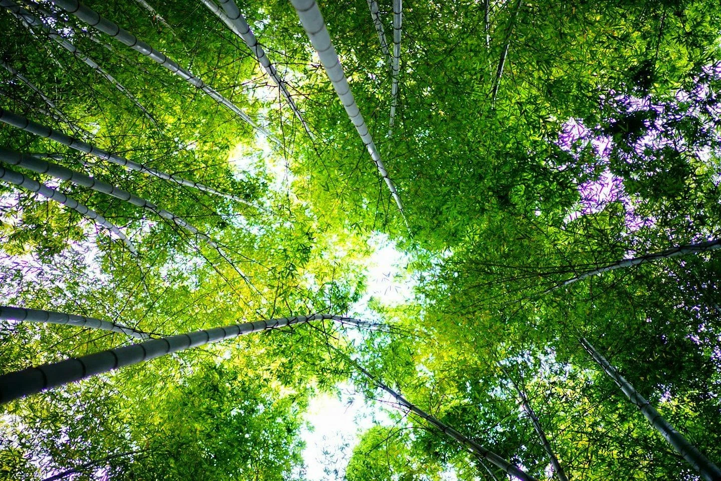 五月   悲しめるもののために…   室生犀星