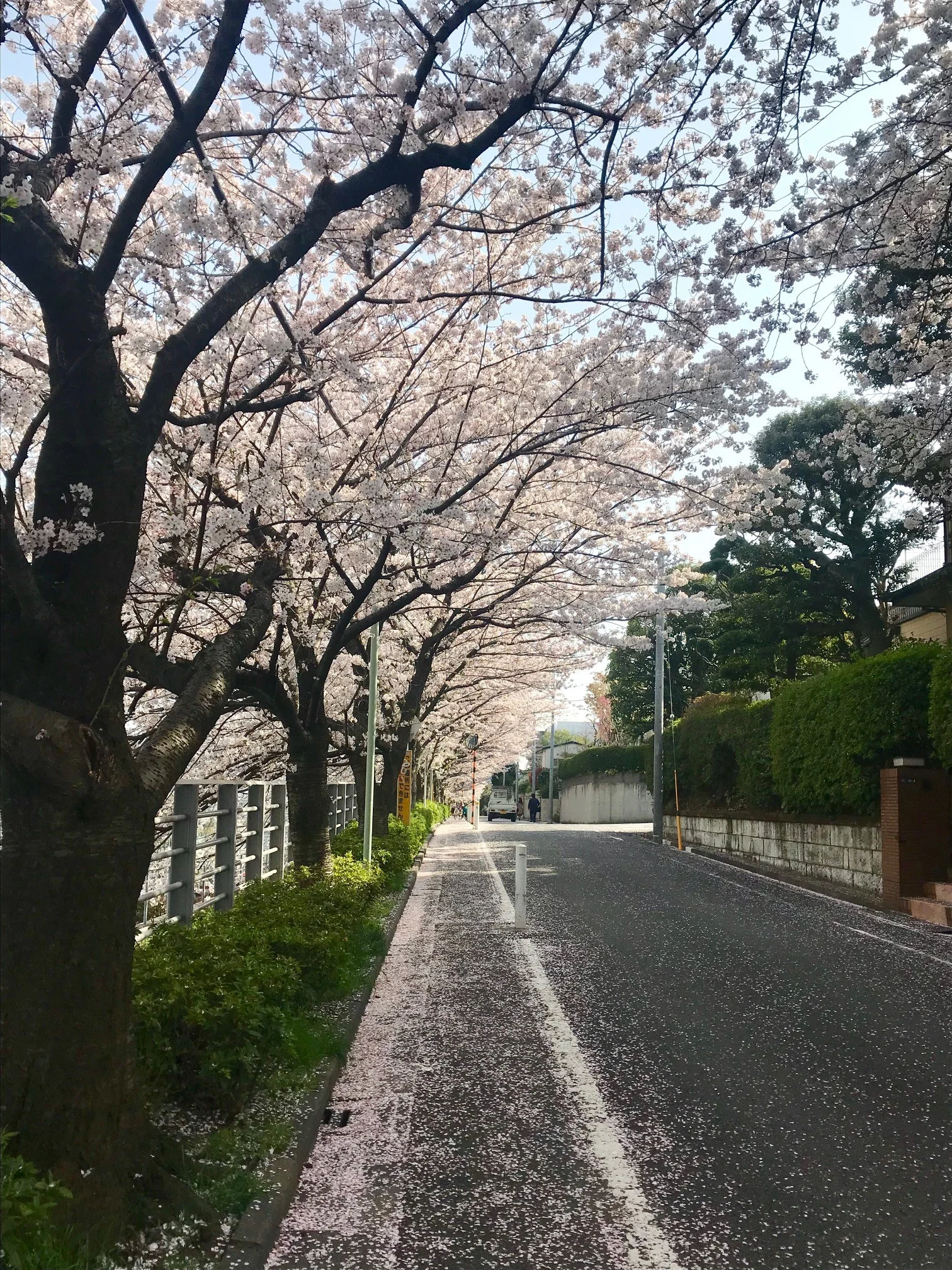 桜だから・・・「会いに行きます」