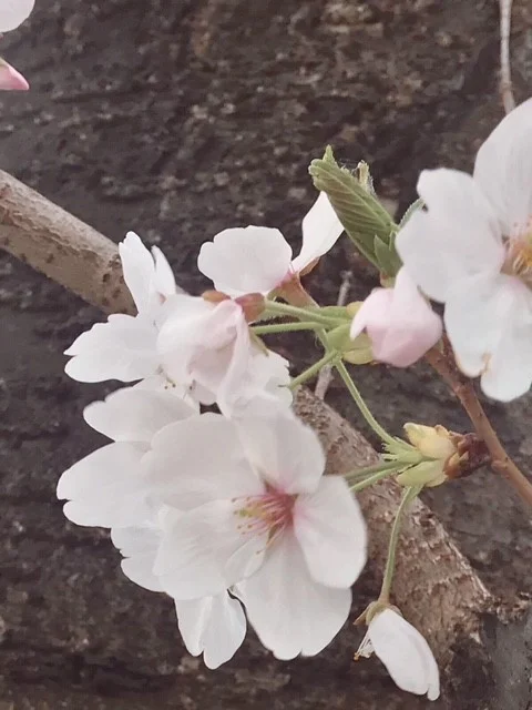 説得力100%！？数字を会話に入れてみよう！