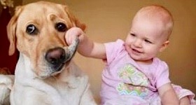 赤ちゃんと犬.jpg