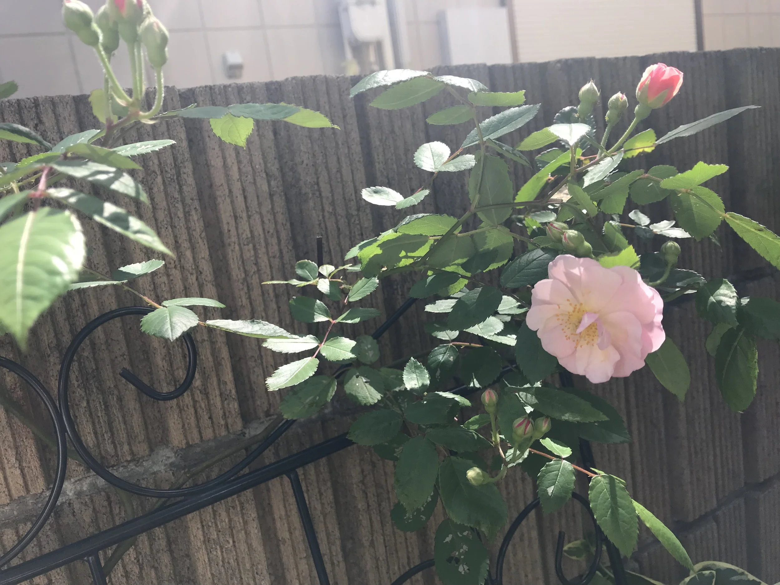 会社員「友人A子」の決意