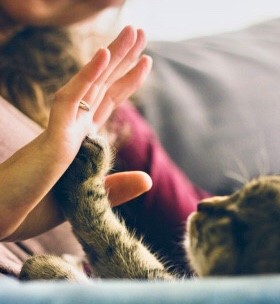 猫タッチ.jpg