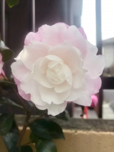 山茶花.jpg