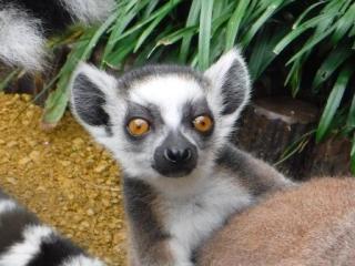 えっ?!無駄な言い回し?!「◯◯したいと思います」