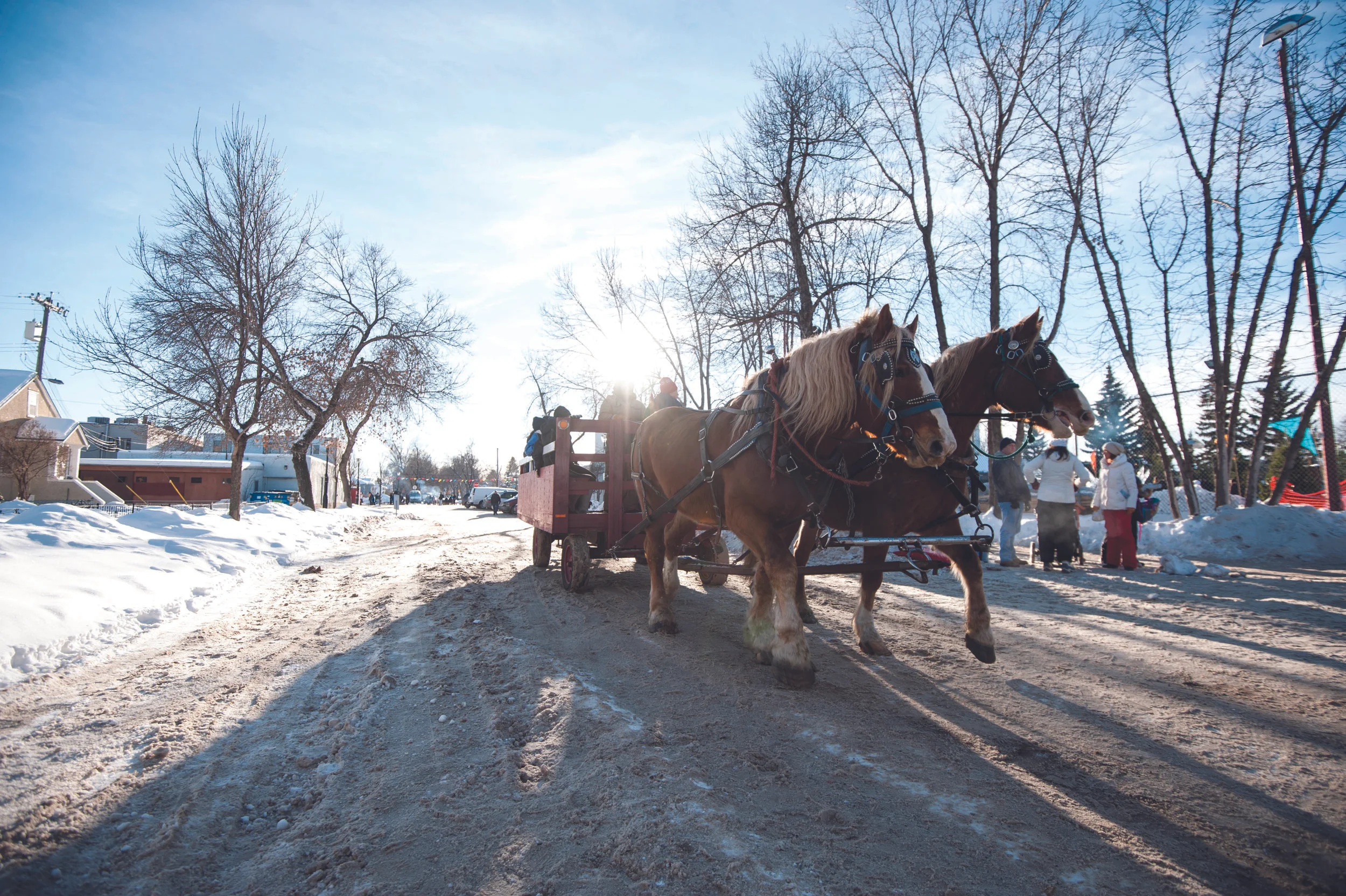 Horse &amp; Wagon Rides