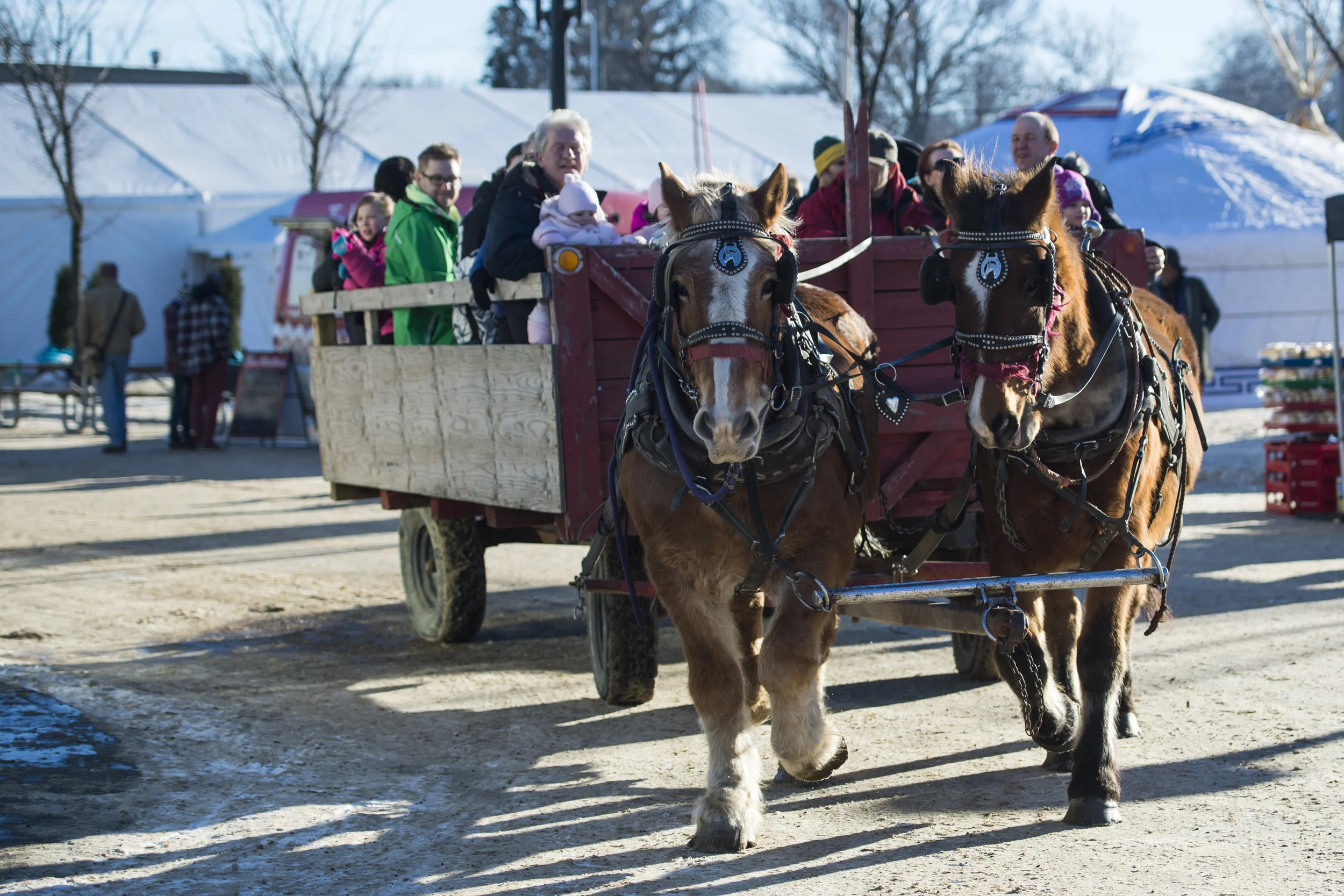 Horse &amp; Wagon Rides