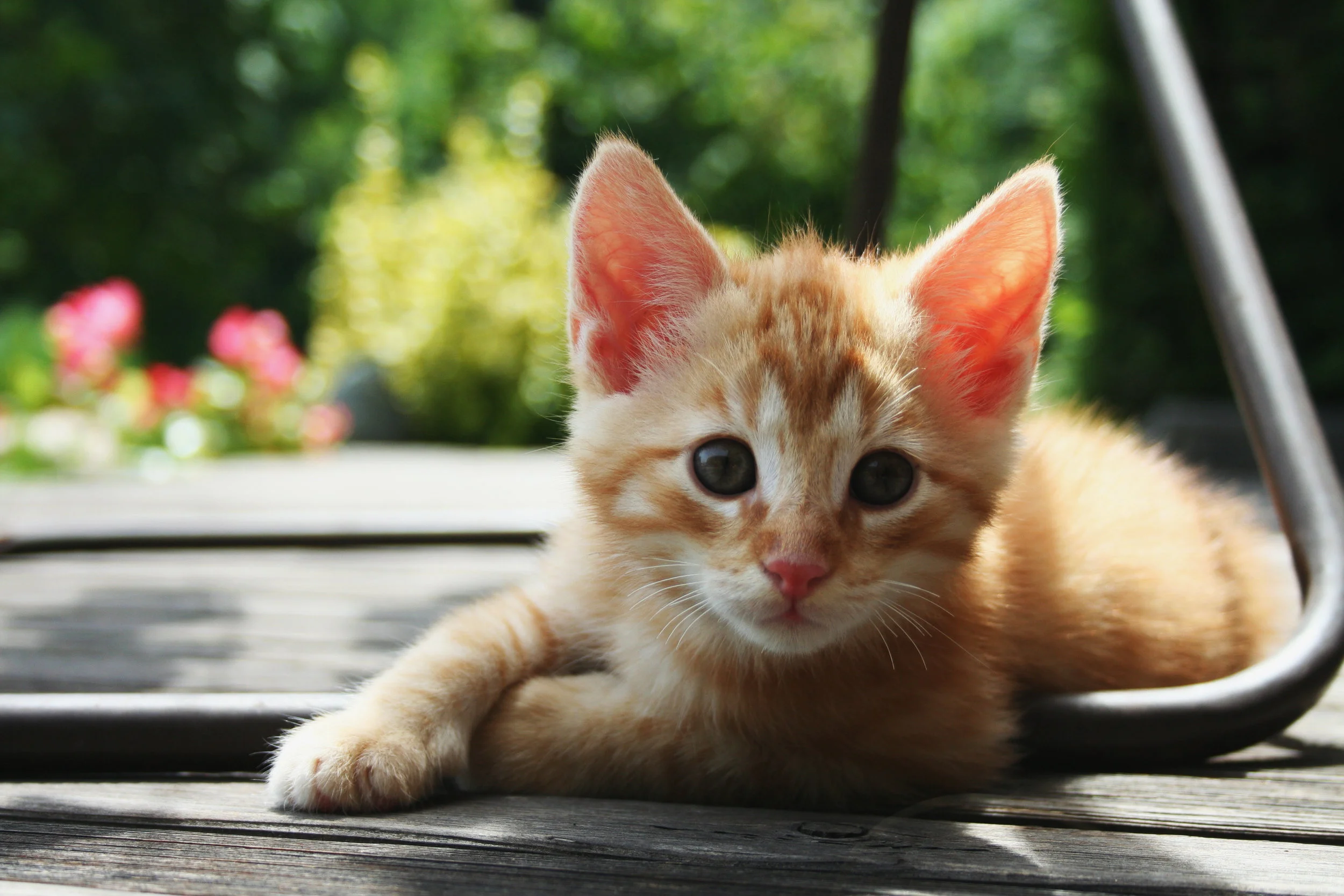 Red_Kitten_01.jpg