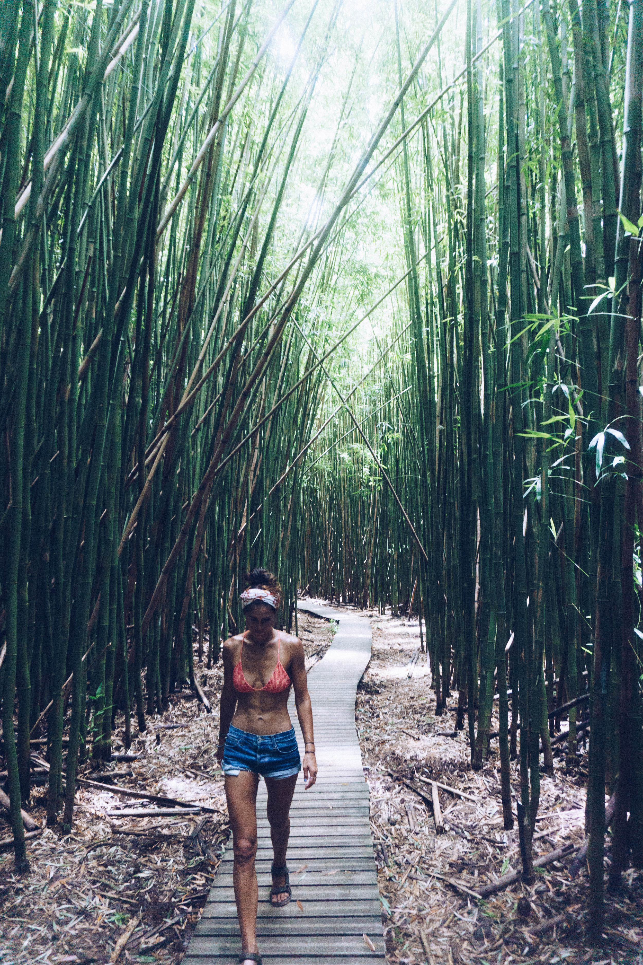  The  PIPIWAI TRAIL  through the bamboo bushes to  WAIMOKU FALLS.&nbsp;  