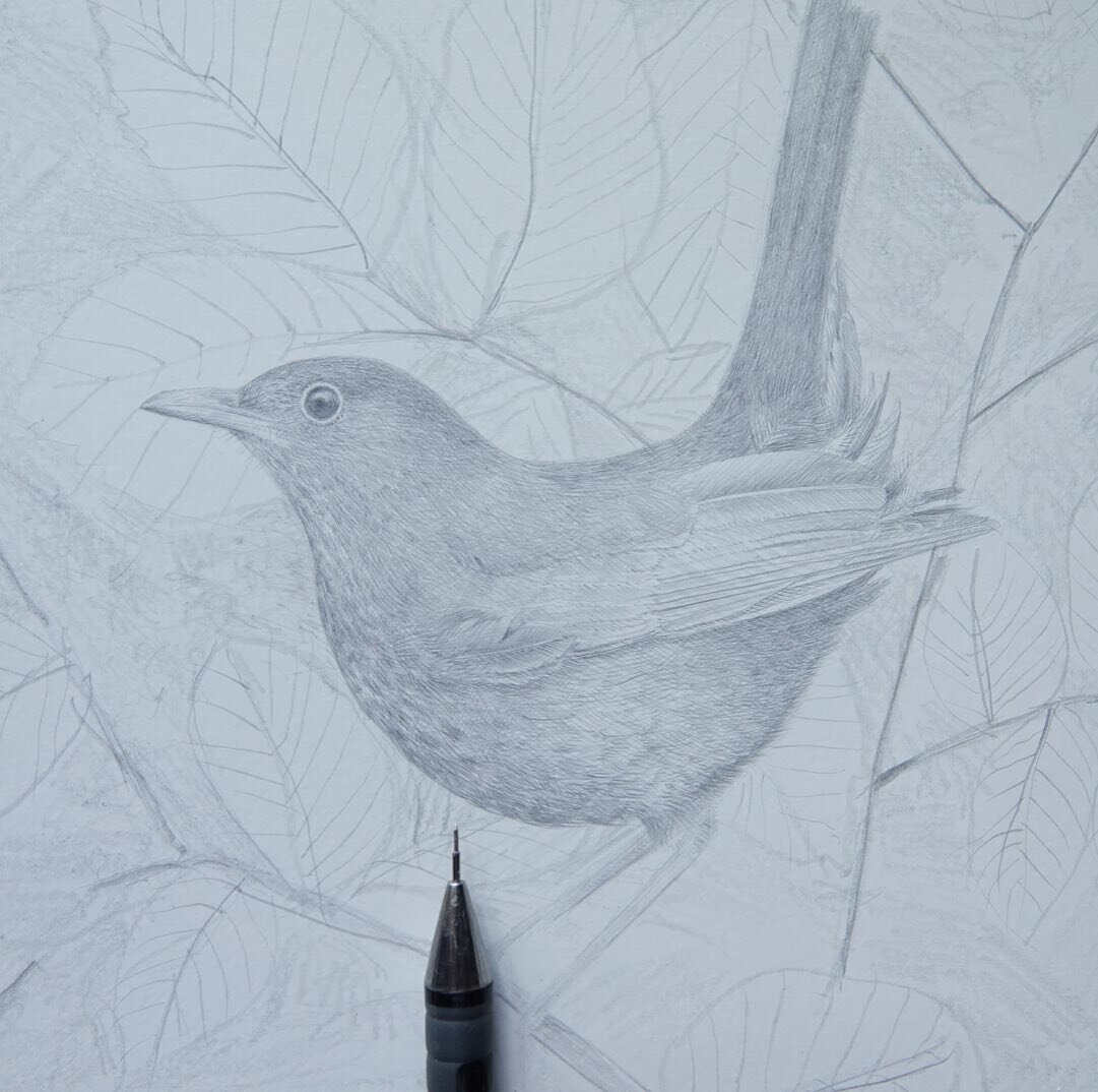 Silverpoint Blackbird. Bird (foreground) drawn with my right hand (I am right-handed). Background drawn with non dominant left hand. 
#silverpoint #silverpointdrawing  #blackbird #nondominanthand