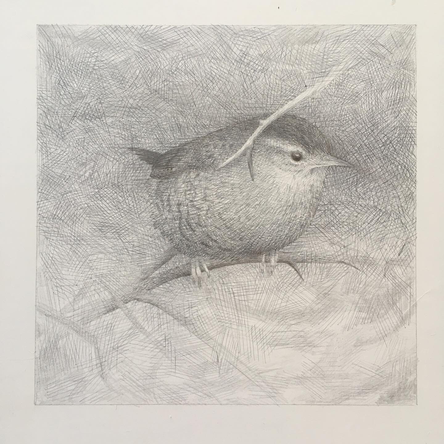 Wren. Silverpoint. 
Started this months ago and dug it out today to rework. It might even be finished. 
BTW all the originals look better in real life. Silverpoint aren&rsquo;t photogenic. 
#wren #silverpointdrawing