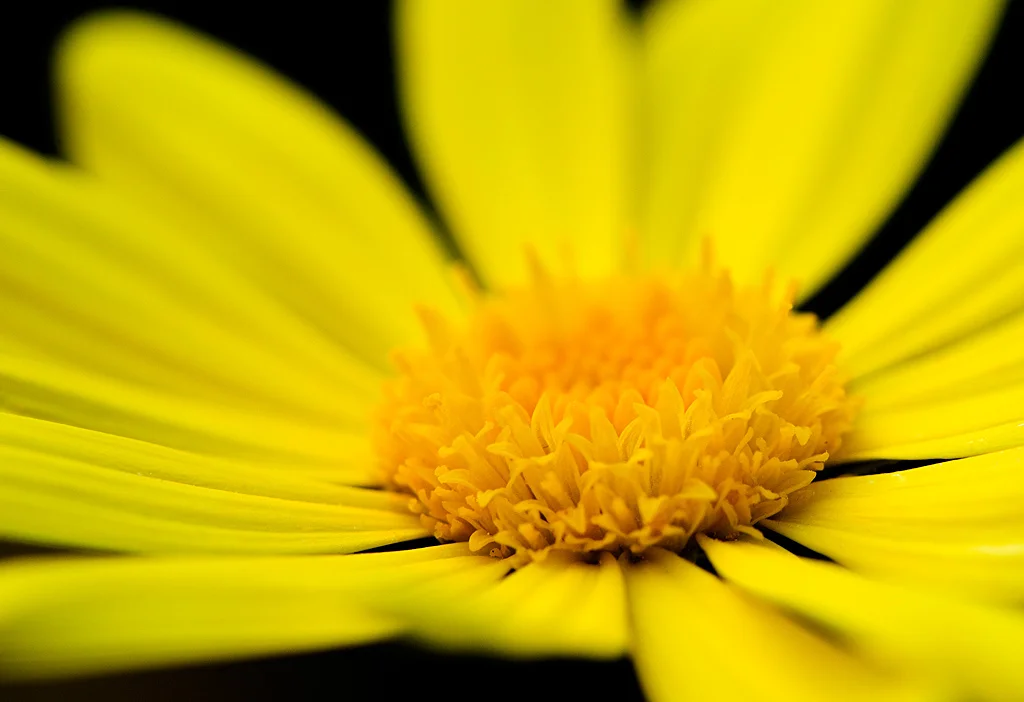 _DSC2425_5044735985_l.jpg