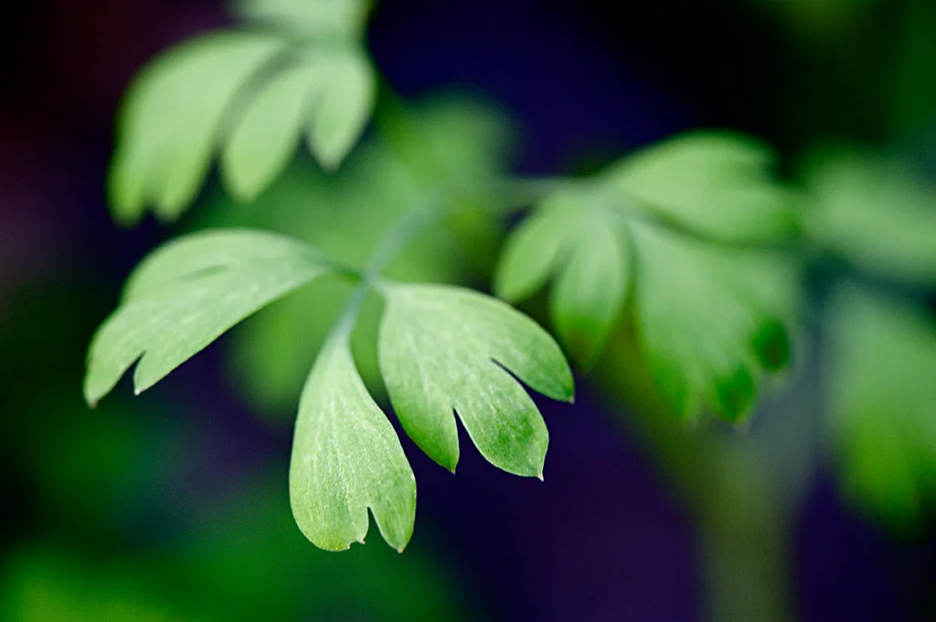 _DSC5509_5566840563_l.jpg