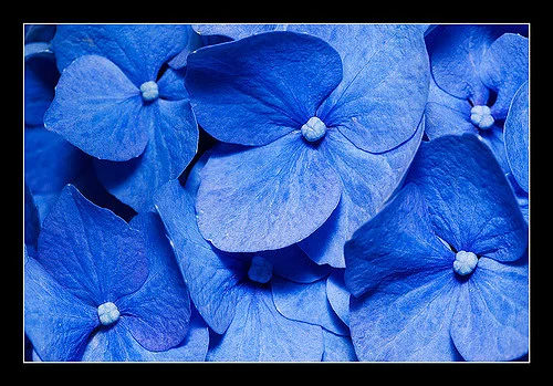 azul_2702661625_m.jpg