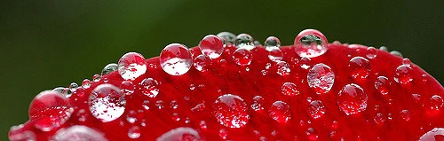 rojo lluvia_2703489026_m.jpg
