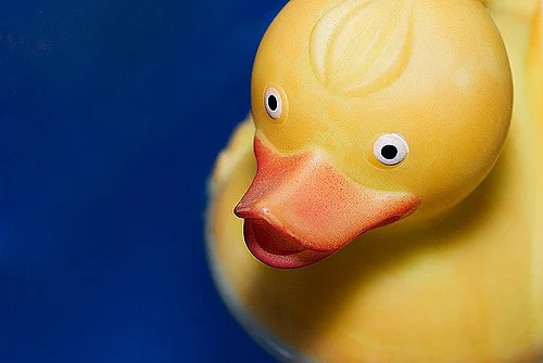 El pato amarillo_2703476292_m.jpg